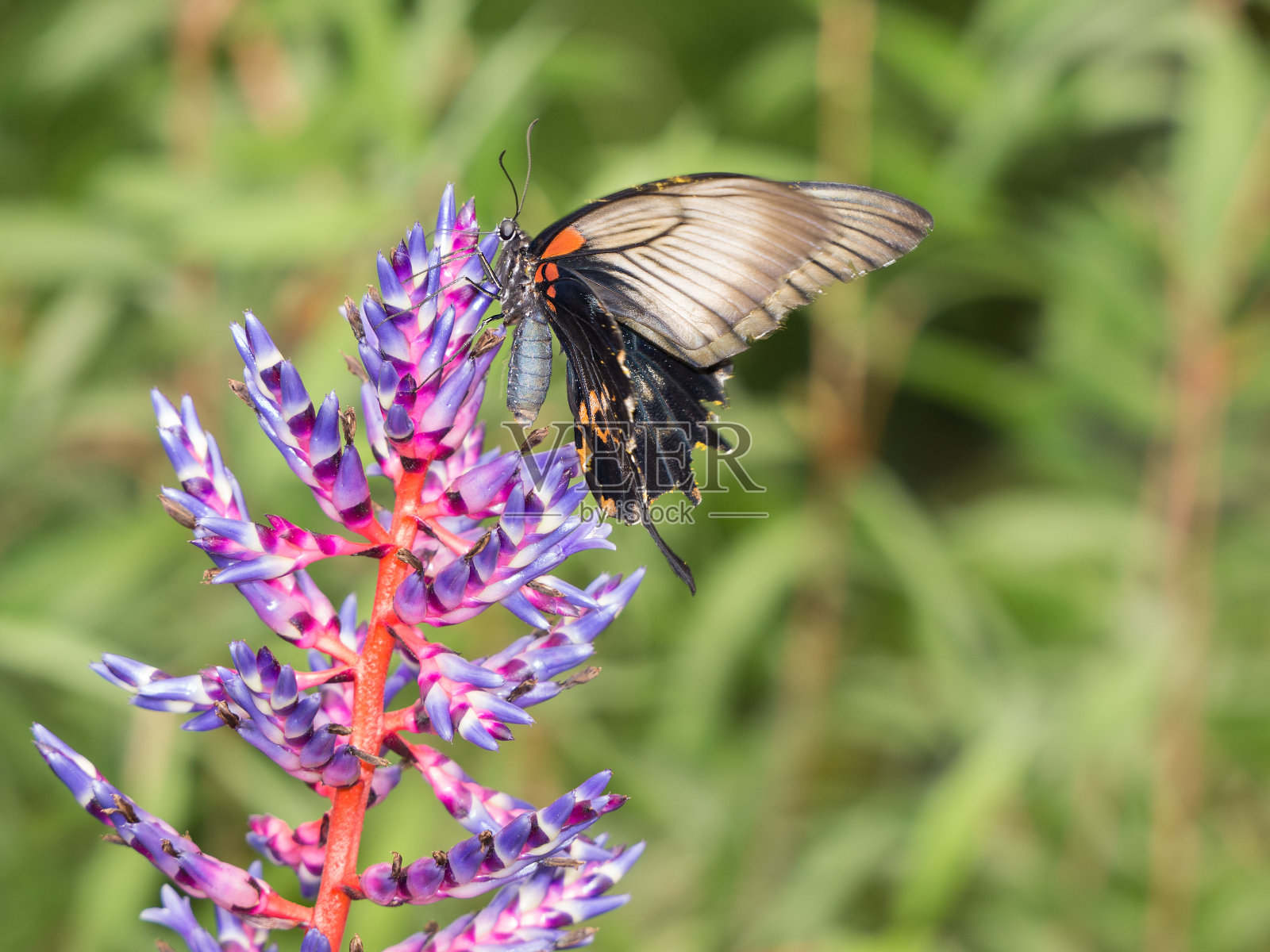 异域风情燕尾蝶照片摄影图片