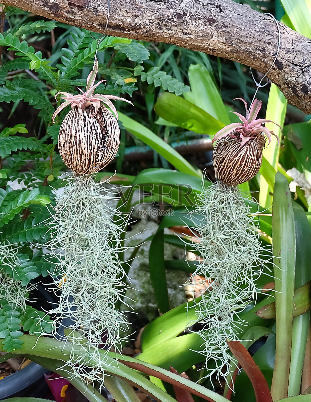 观赏植物或西班牙苔藓照片摄影图片