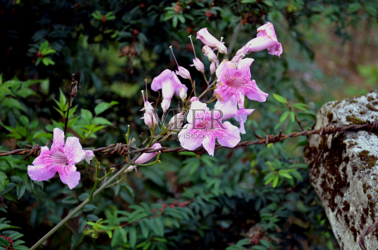 花园照片摄影图片