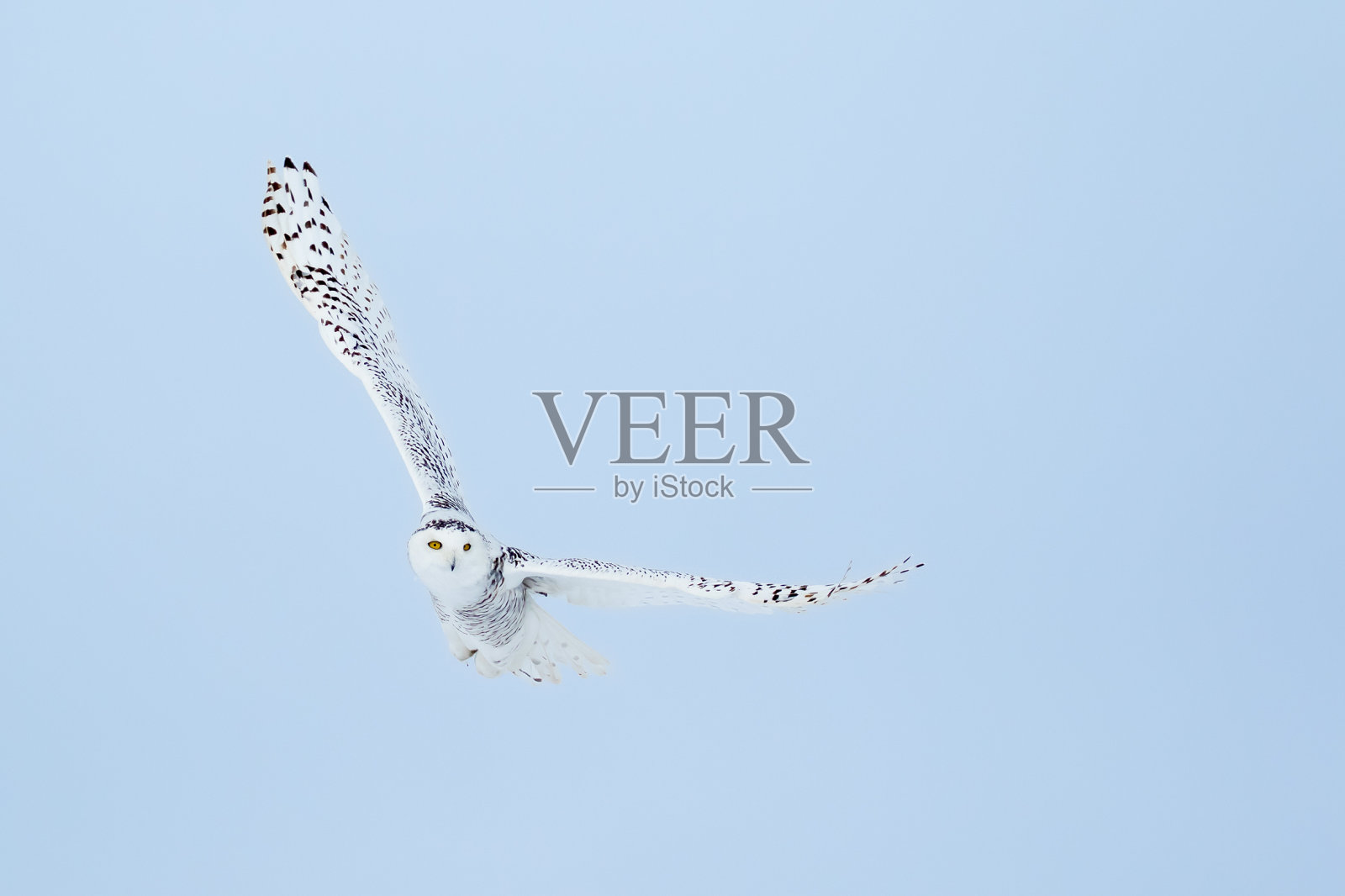 雪猫头鹰， 布博斯堪迪亚克斯照片摄影图片