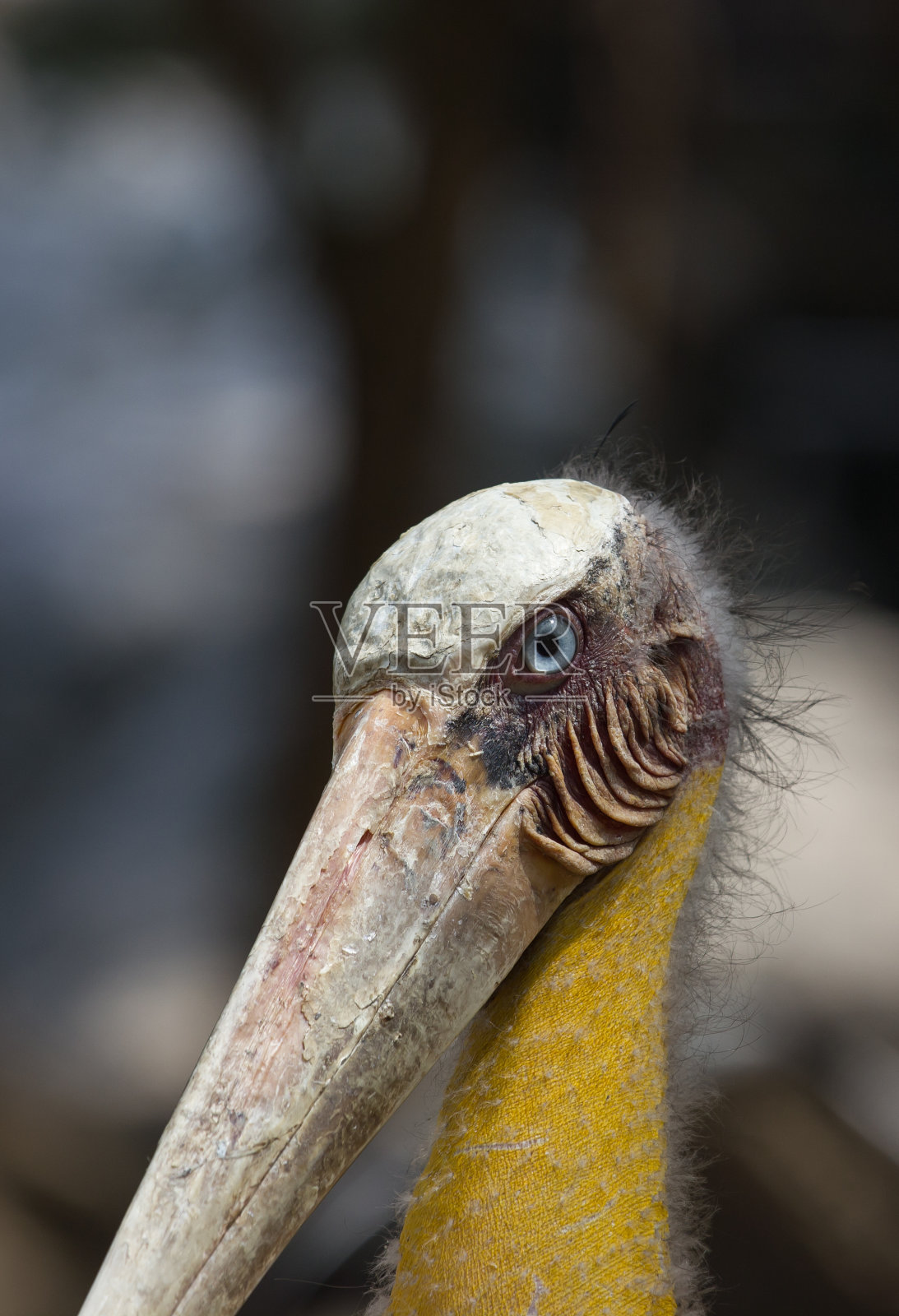 鹳鸟。照片摄影图片