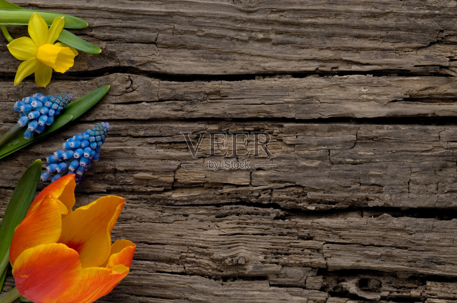 春暖花开老木带copyspace照片摄影图片