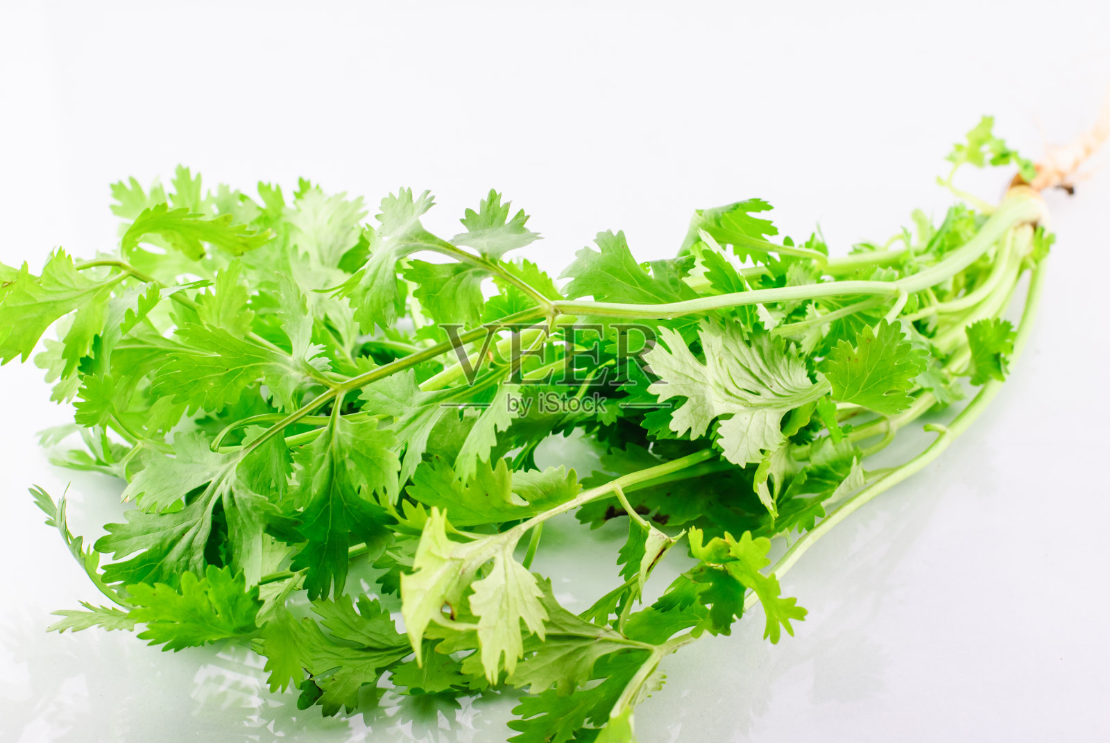新鲜的香菜照片摄影图片