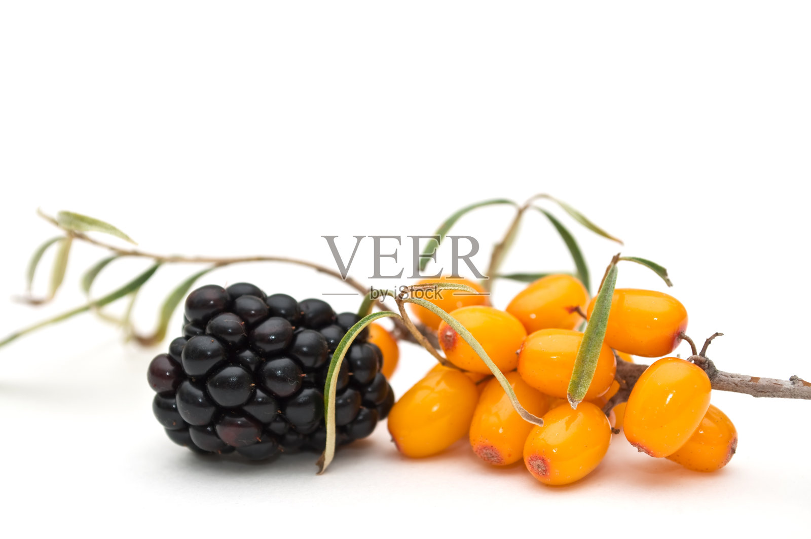 黑莓、沙棘。照片摄影图片