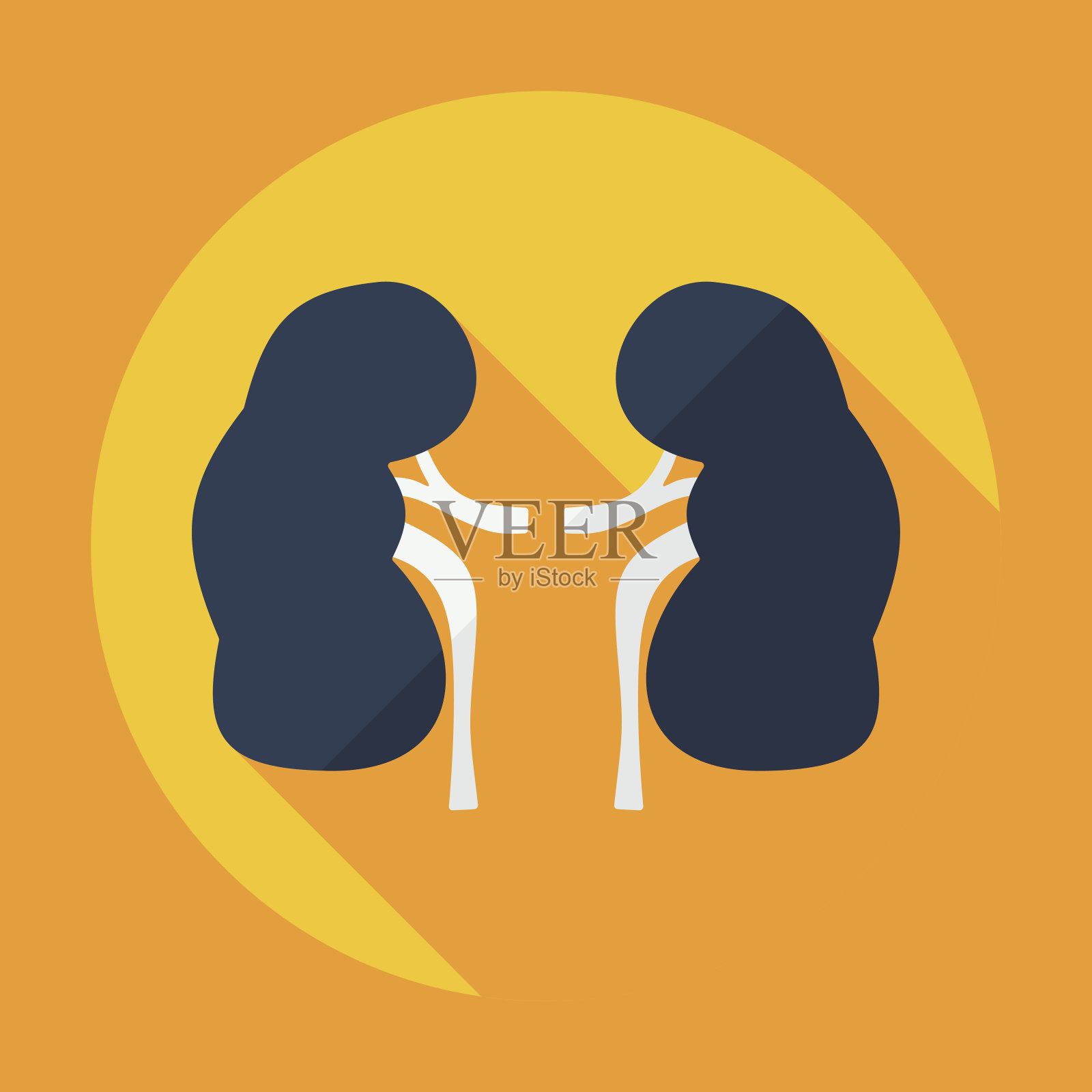 扁平的现代设计与阴影图标肾脏插画图片素材