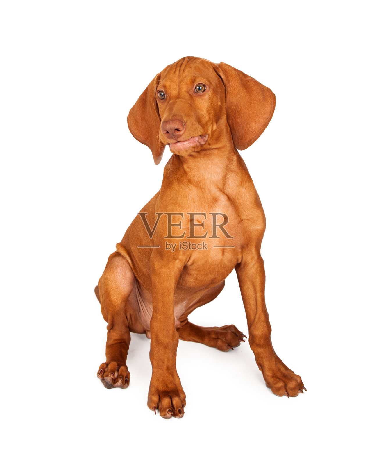 Vizsla小狗有趣的表情照片摄影图片