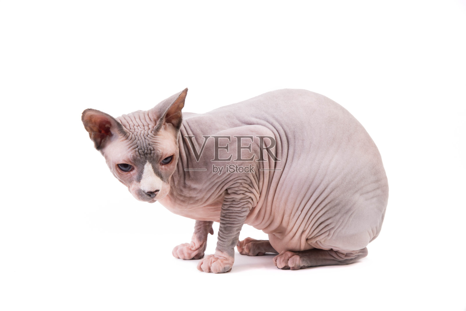 斯芬克斯猫在白色的背景照片摄影图片