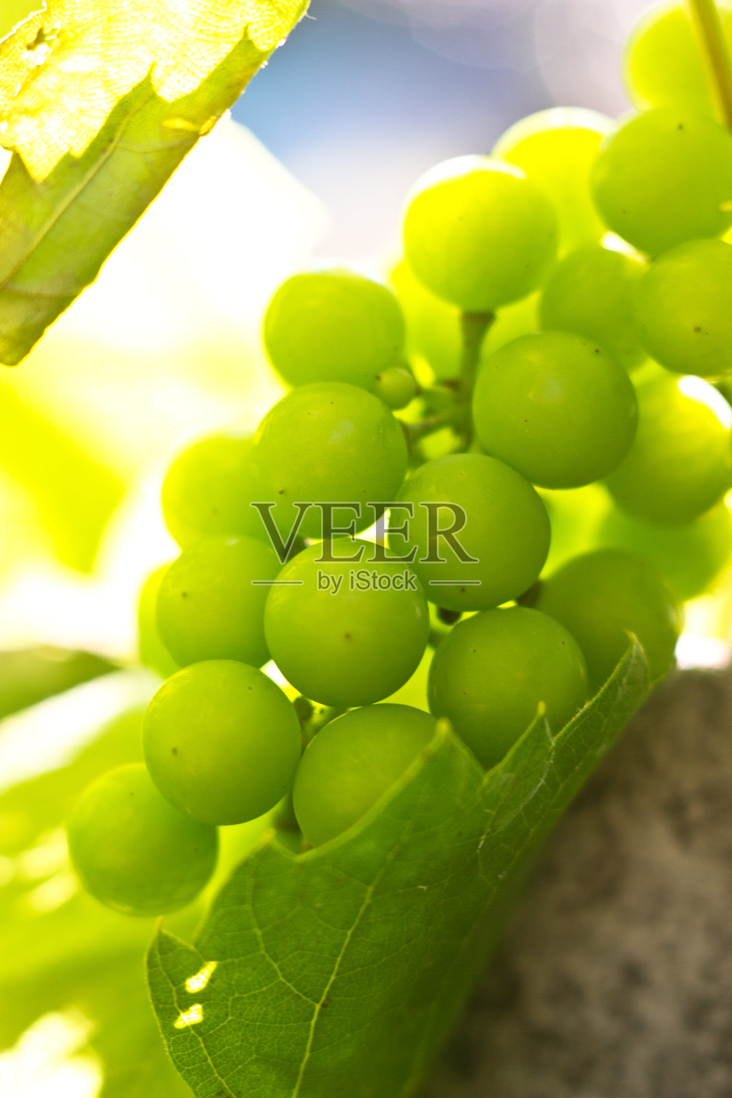 阳光下的绿葡萄照片摄影图片