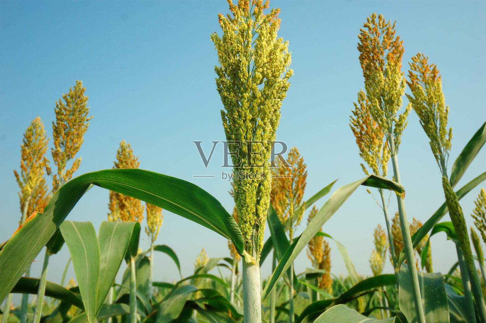 高粱在秋天照片摄影图片