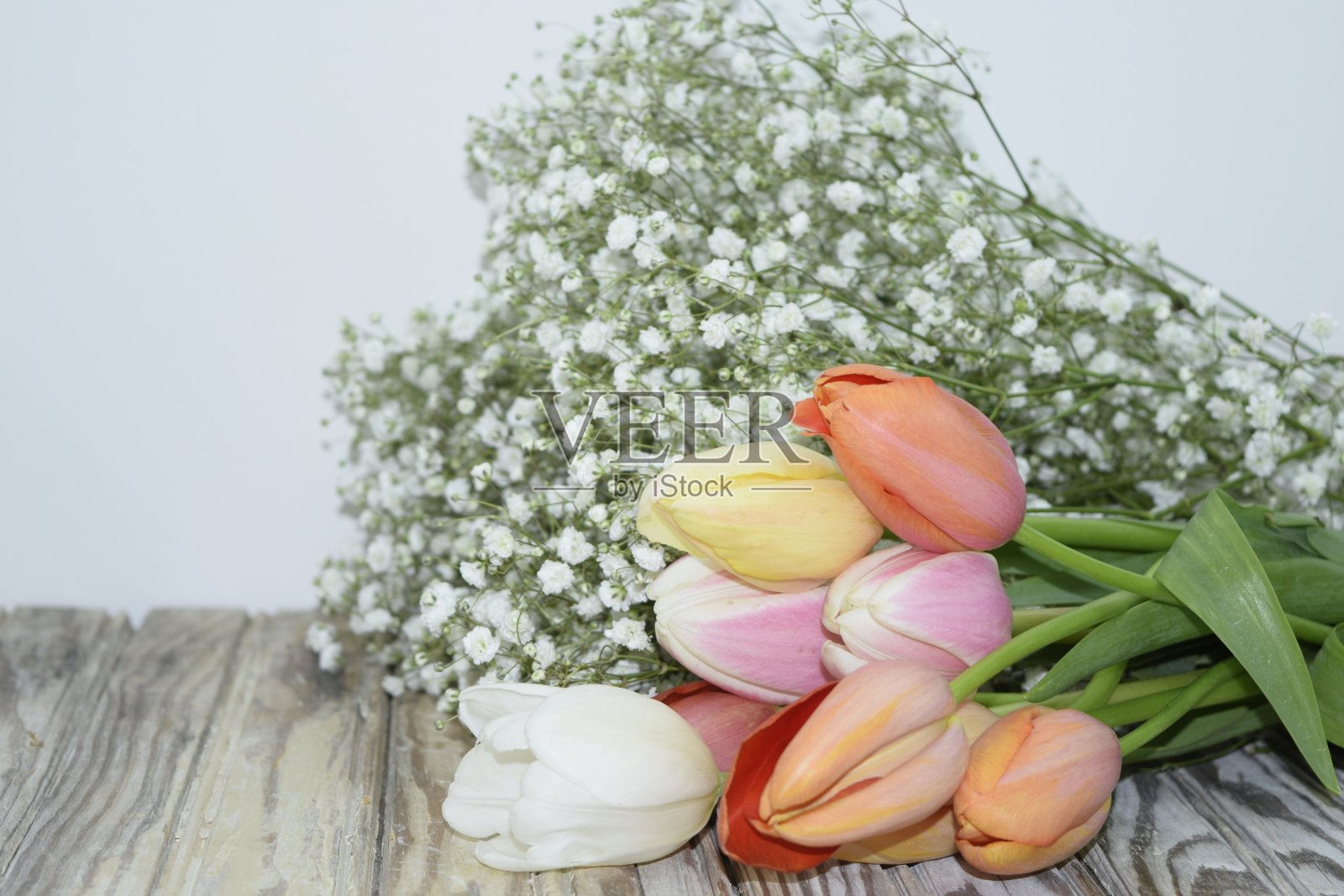 甜美柔和的颜色法国郁金香和婴儿呼吸花照片摄影图片