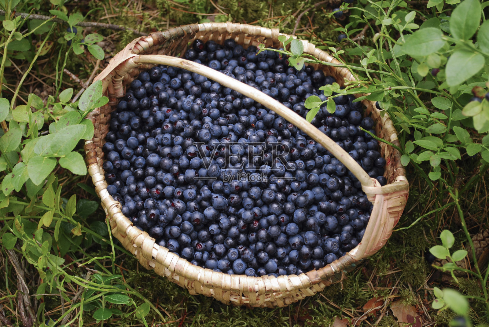 篮子里装着蓝莓，在森林里。照片摄影图片