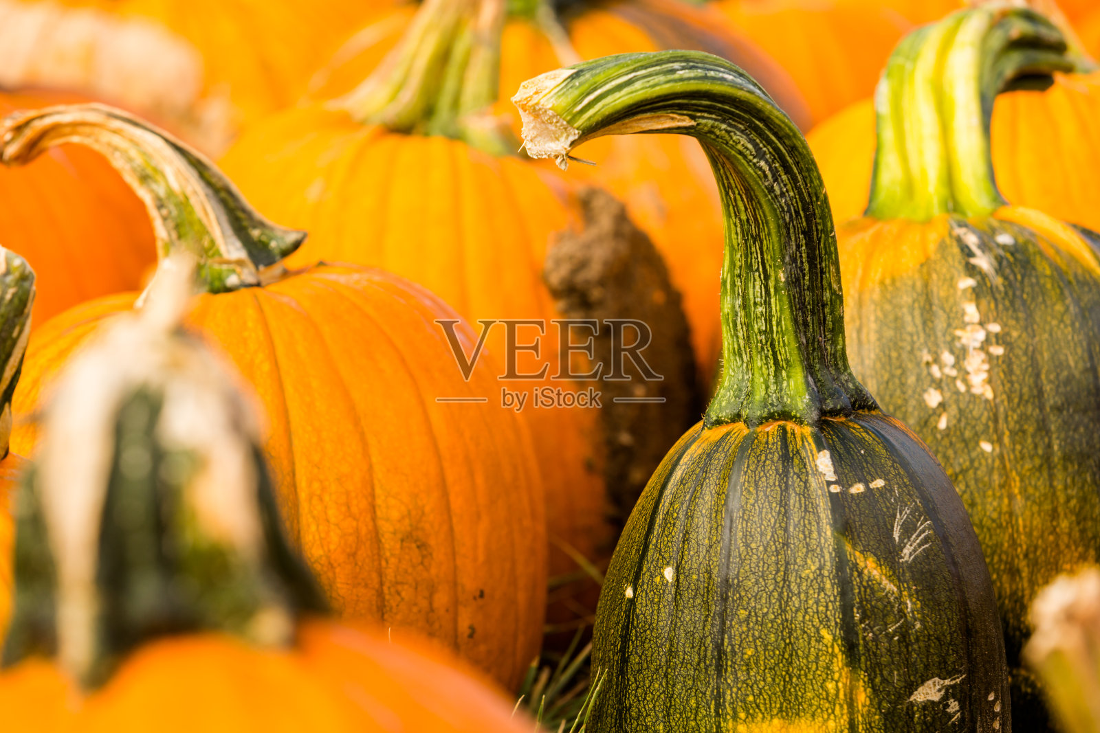 南瓜补丁照片摄影图片