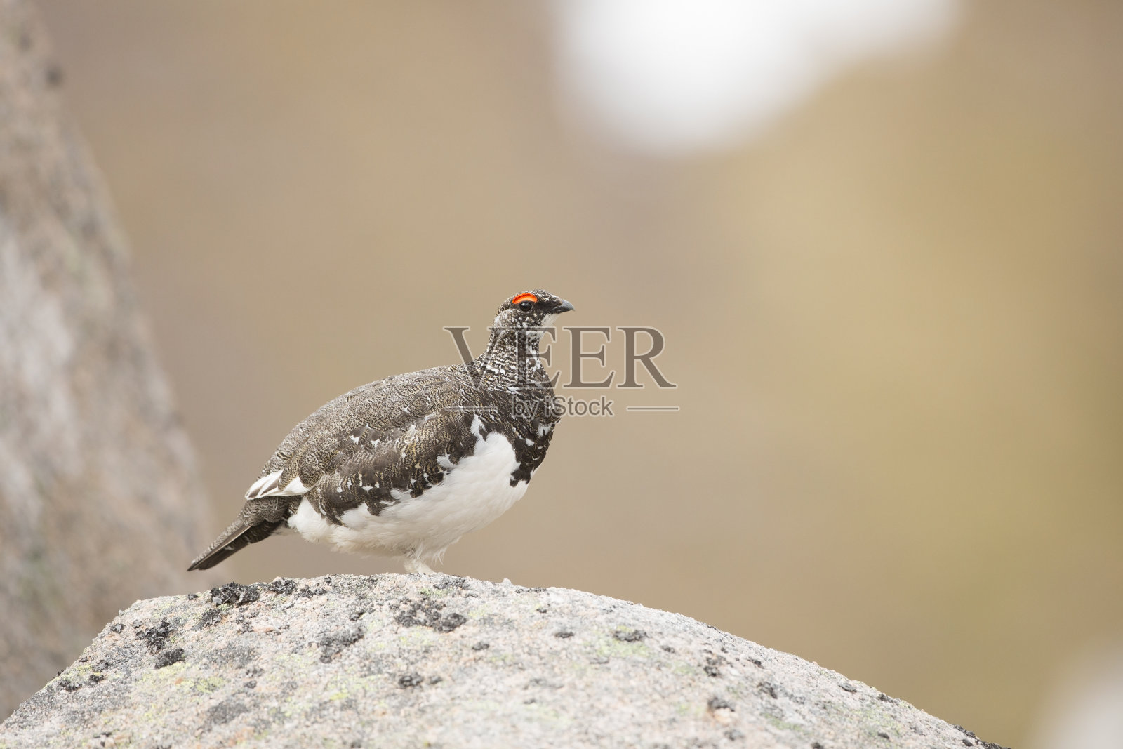 一只雄性雷鸟站在岩石上照片摄影图片