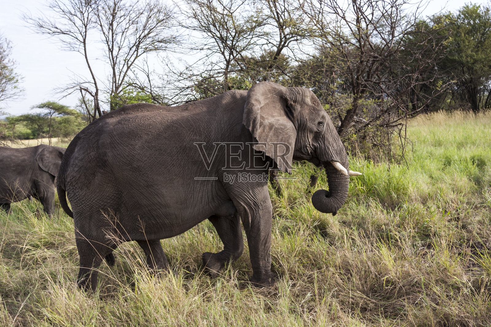大象吃草照片摄影图片