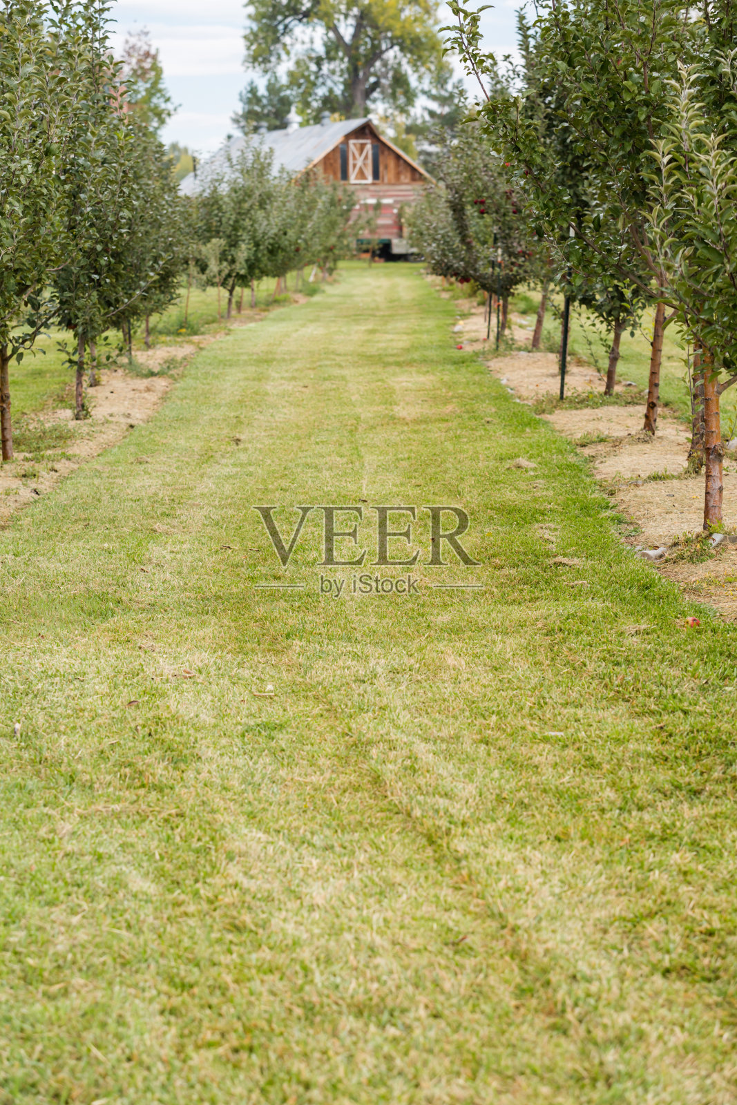 苹果农场照片摄影图片