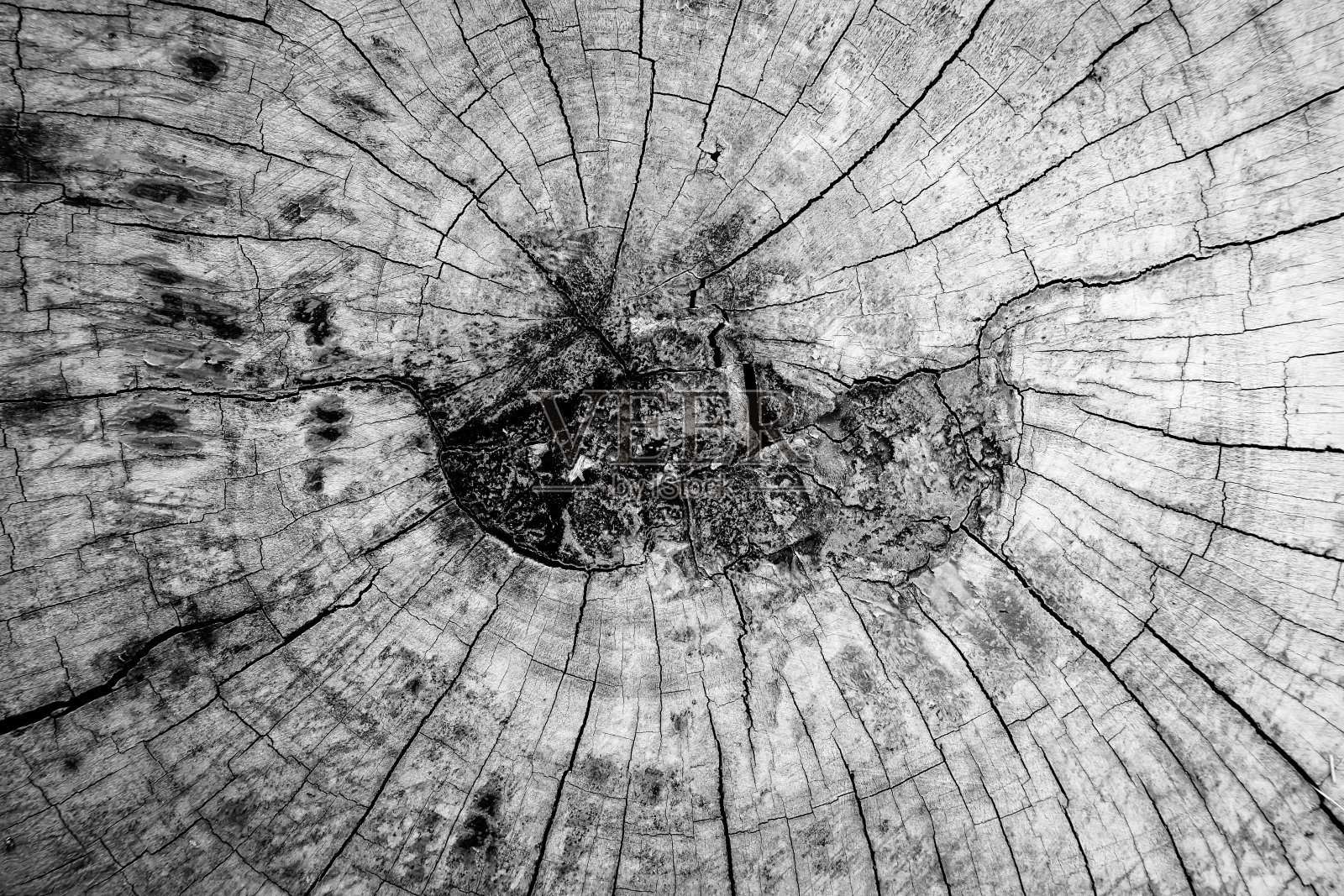 树桩纹理照片摄影图片
