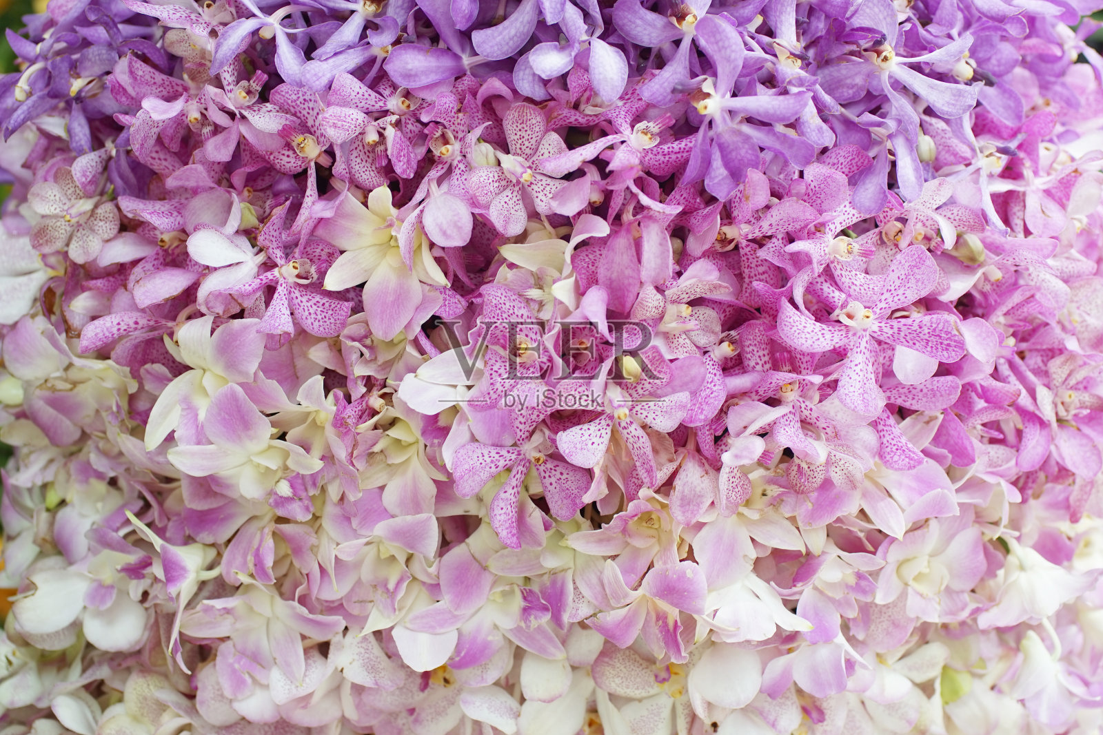 紫色石斛兰花背景照片摄影图片