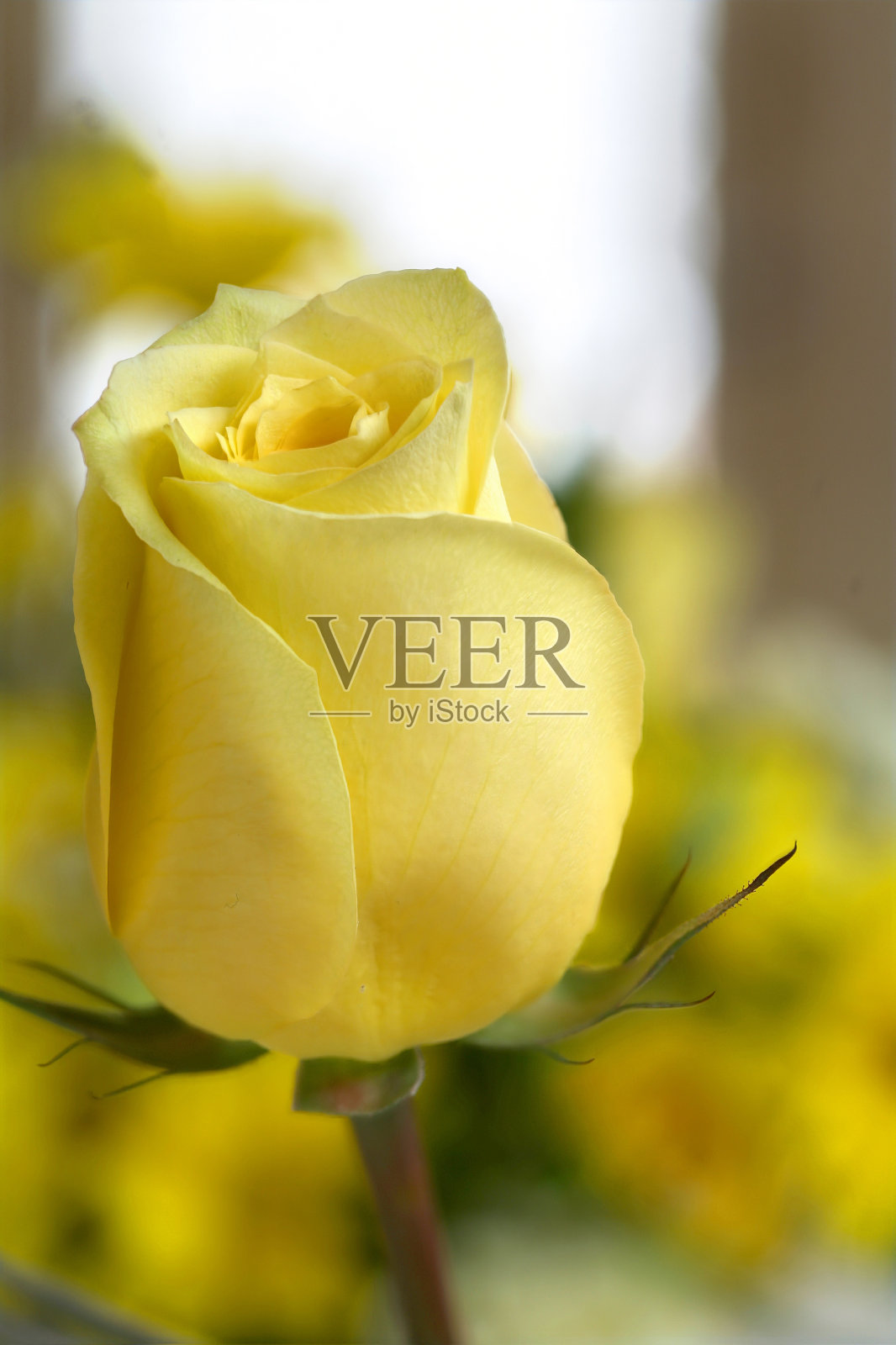 黄玫瑰特写照片摄影图片