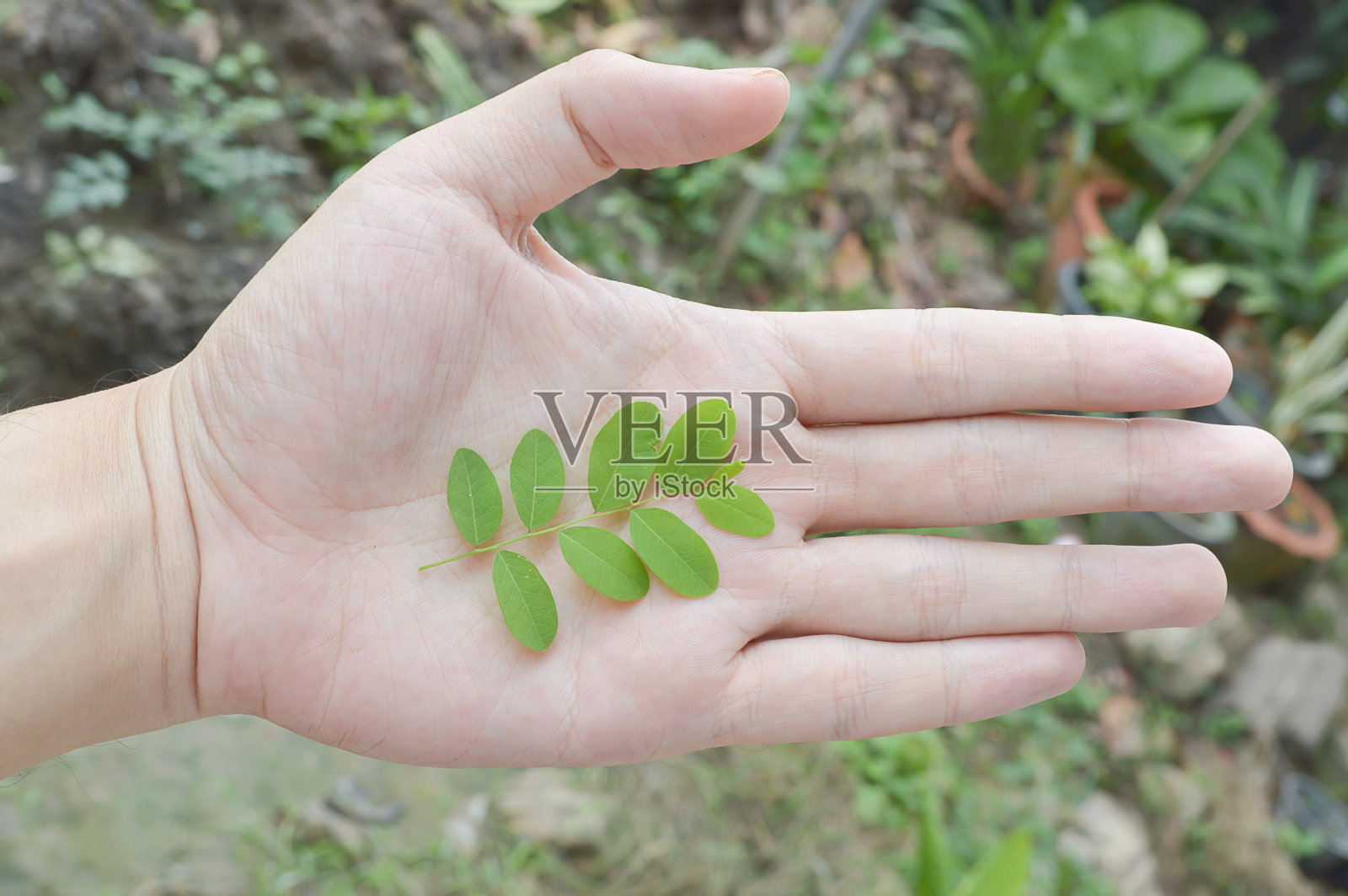 绿叶在男人的手上照片摄影图片