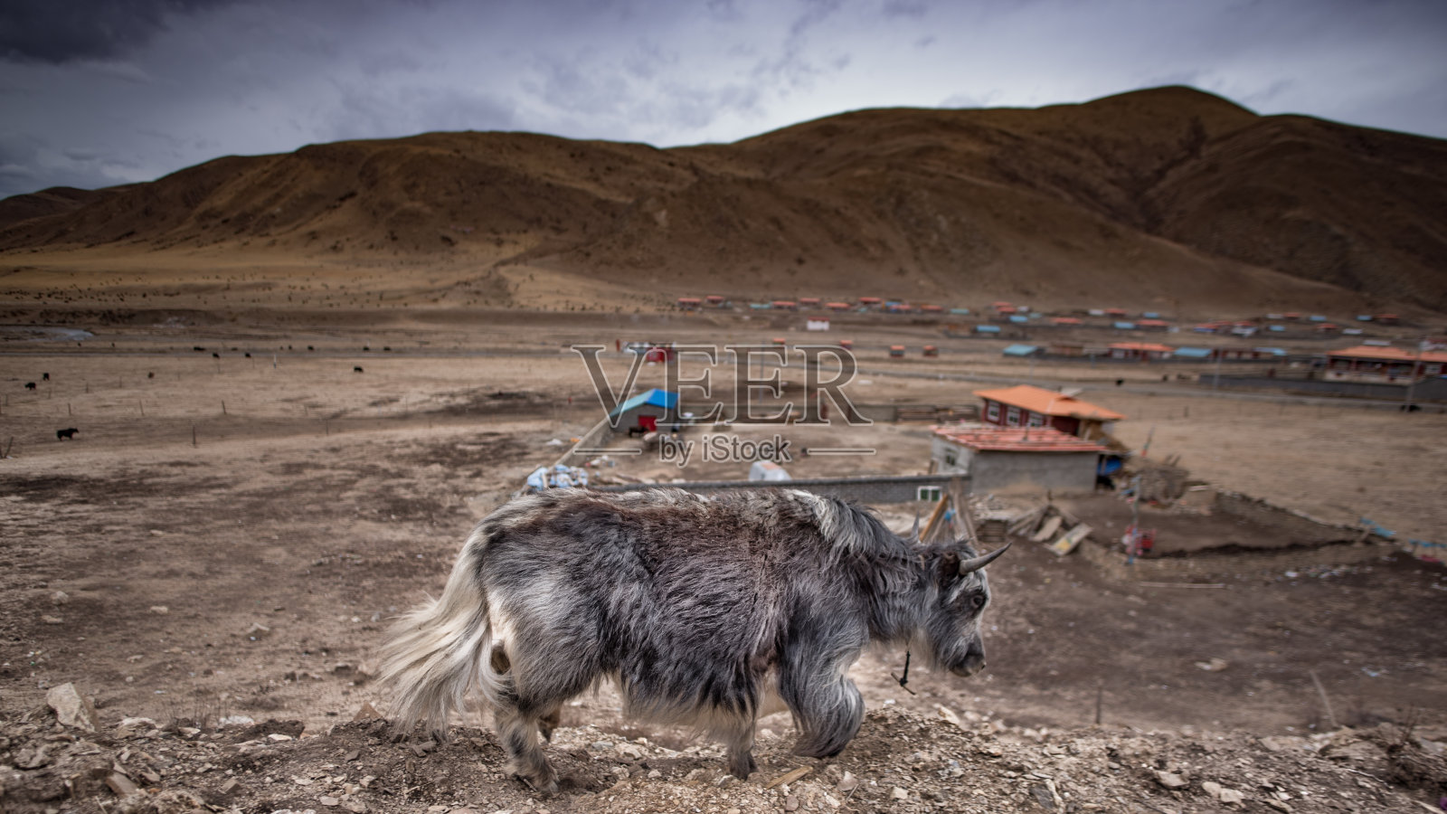 牦牛行走照片摄影图片
