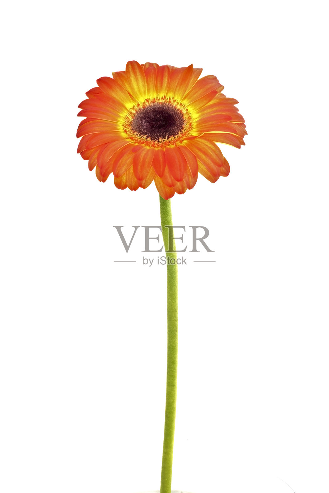 橙花大丁草照片摄影图片