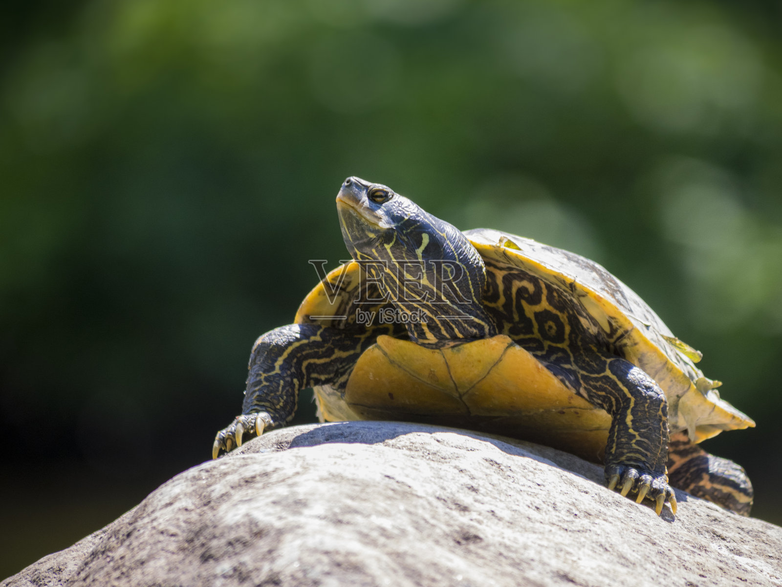 在岩石上的北方地图海龟照片摄影图片