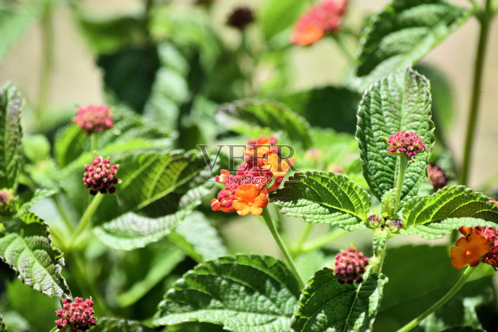 马缨丹灌木与花在宏观照片摄影图片