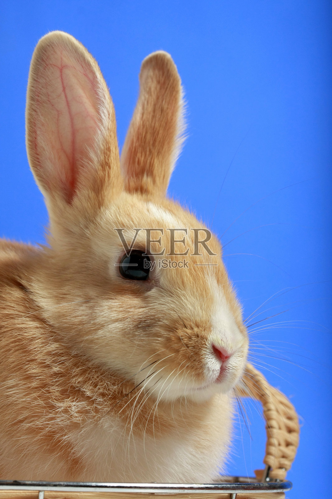 复活节兔子在蓝色的背景照片摄影图片