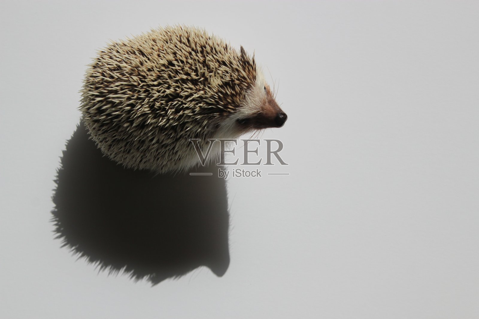 刺猬的影子照片摄影图片