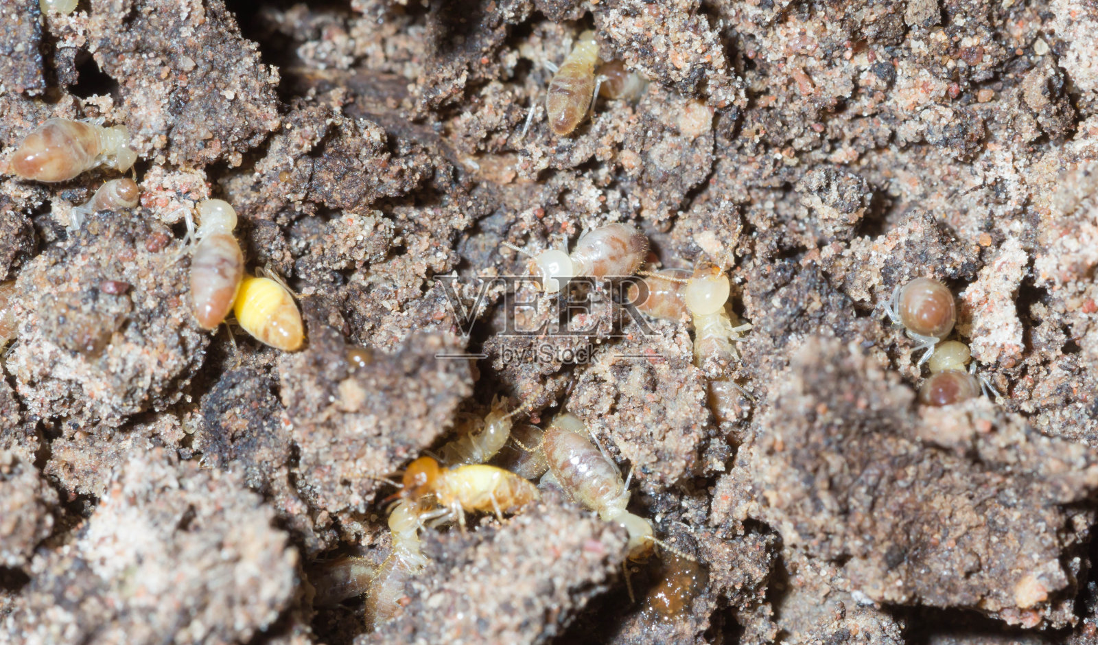 白蚁巢穴照片摄影图片