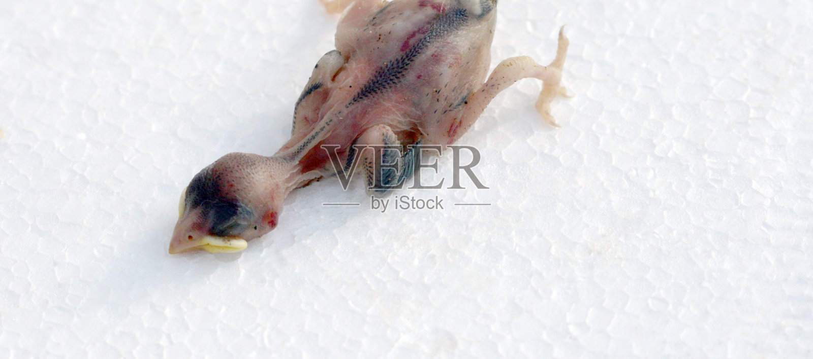 死麻雀照片摄影图片