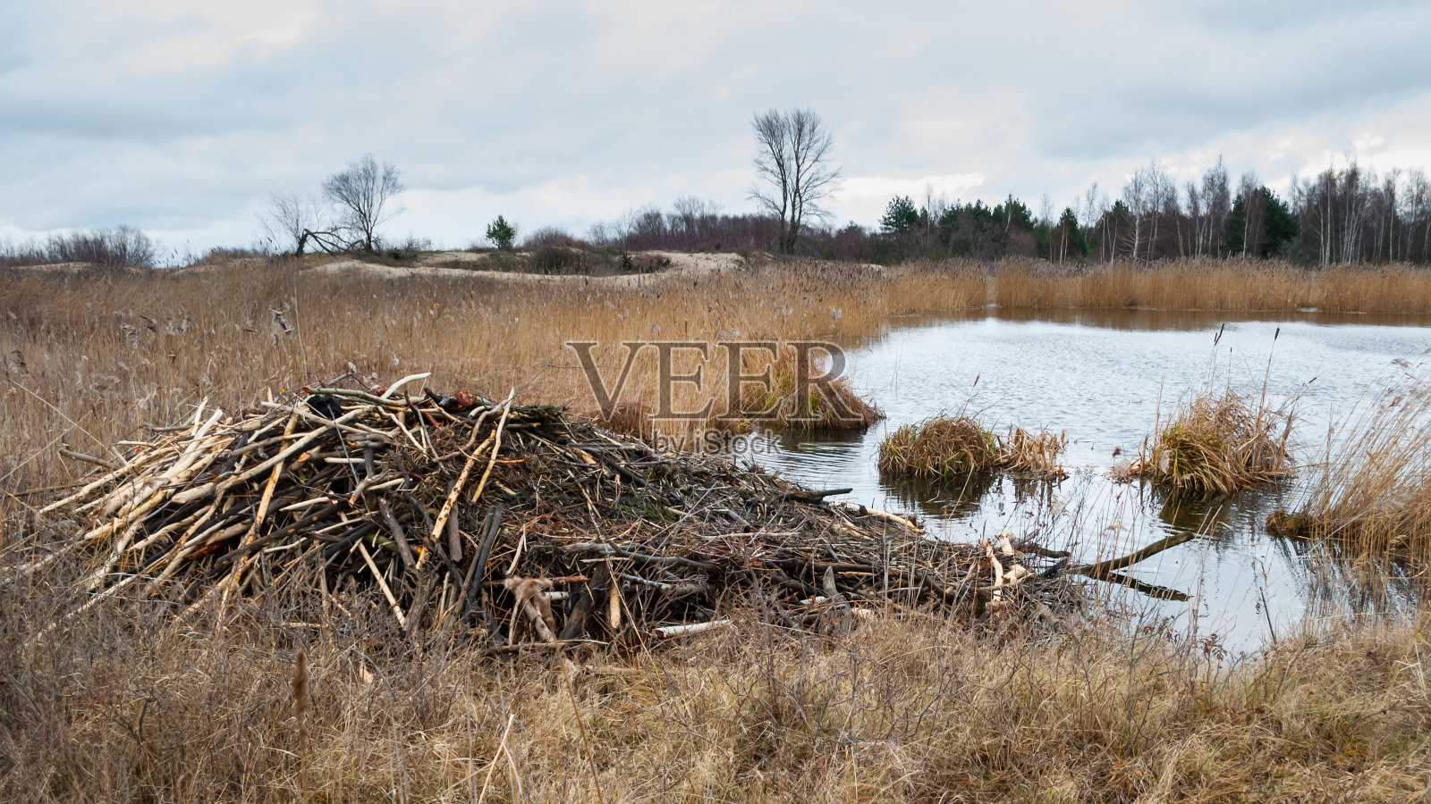 河狸在秋天的一个小湖边栖息。照片摄影图片
