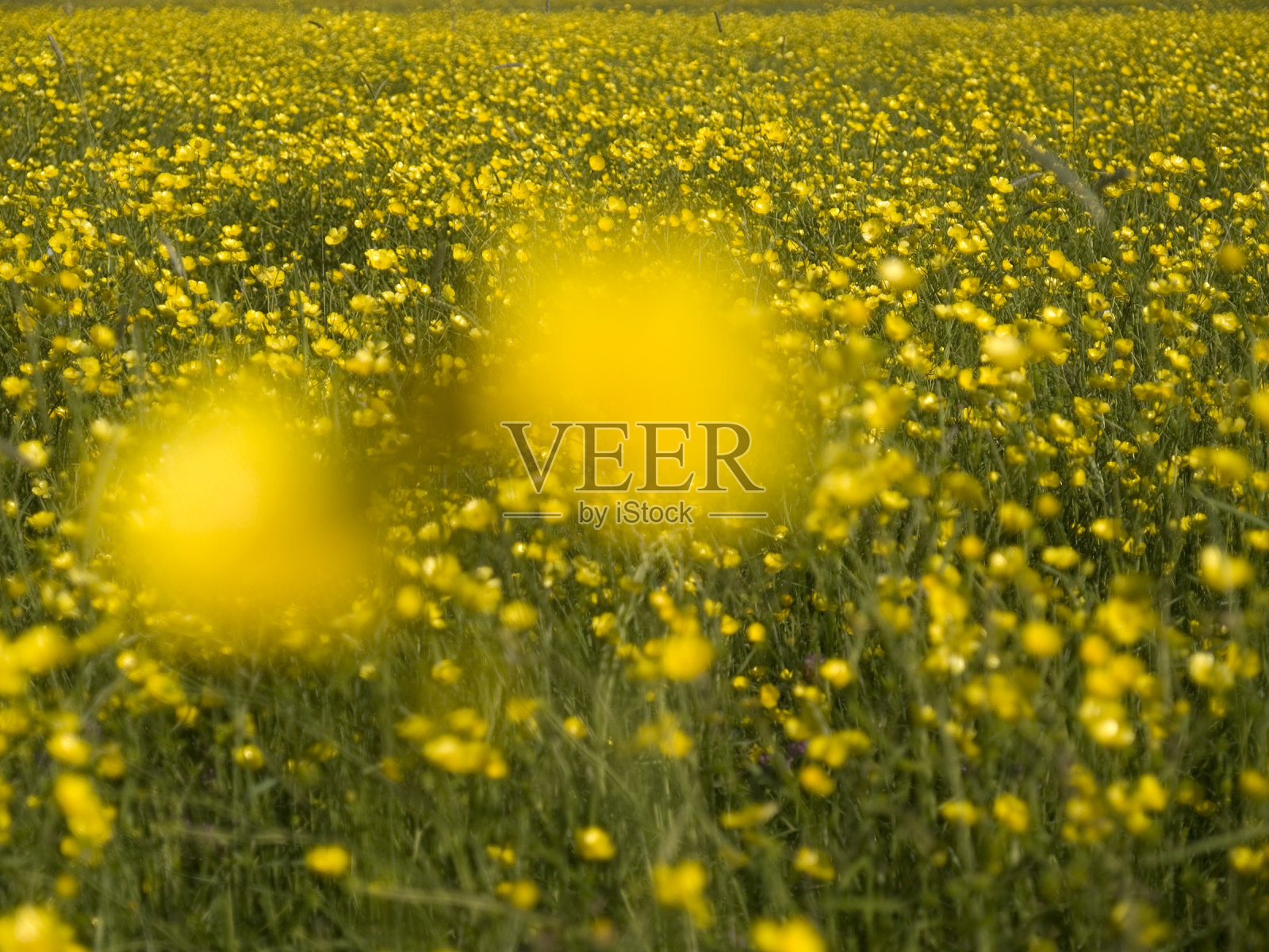 毛茛场，前景模糊，背景对焦照片摄影图片