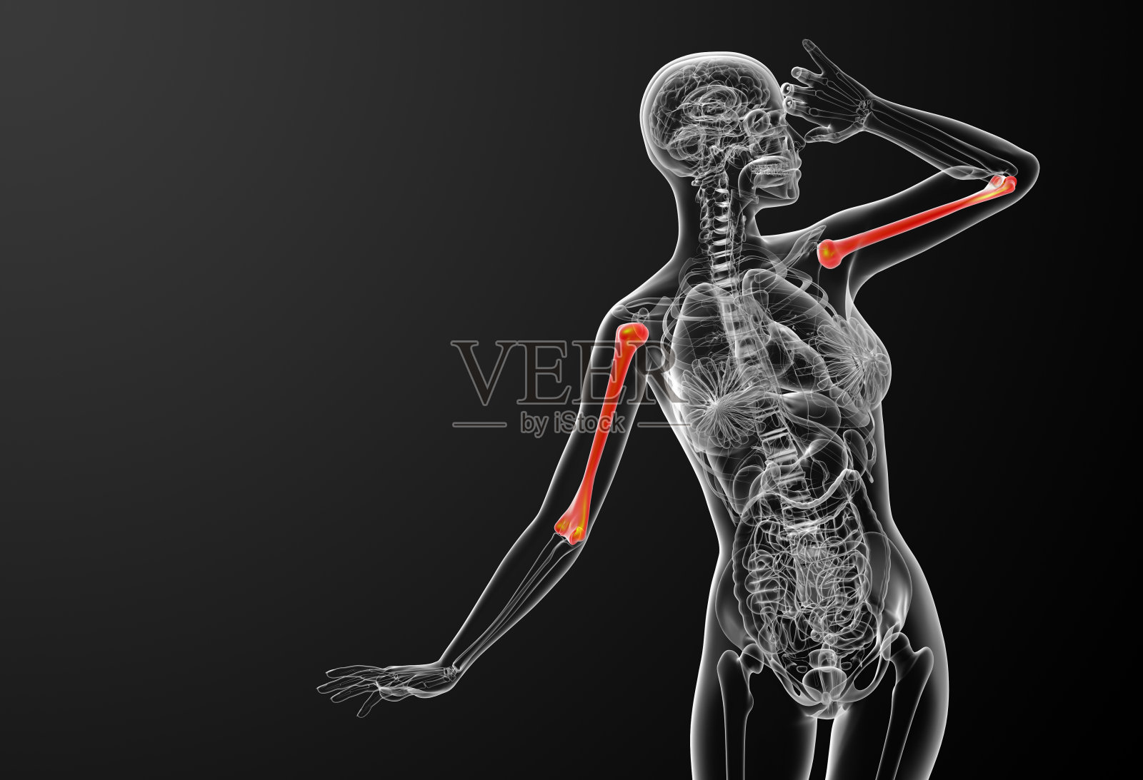 3d渲染医疗3d插图的肱骨照片摄影图片
