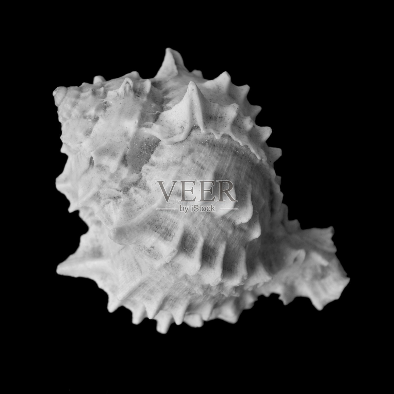 海贝照片摄影图片