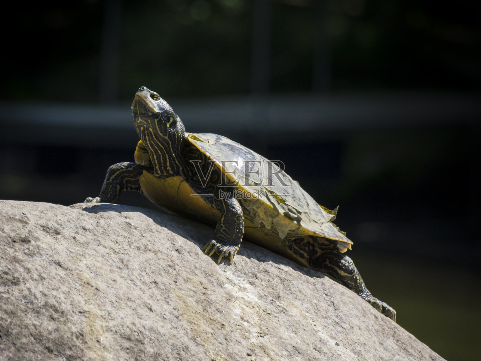 在岩石上的北方地图海龟照片摄影图片