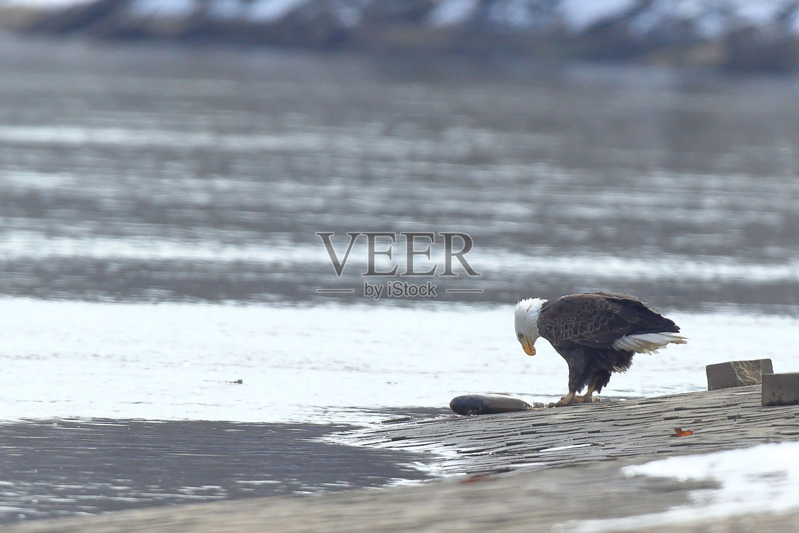 秃鹰在饥饿岩石照片摄影图片