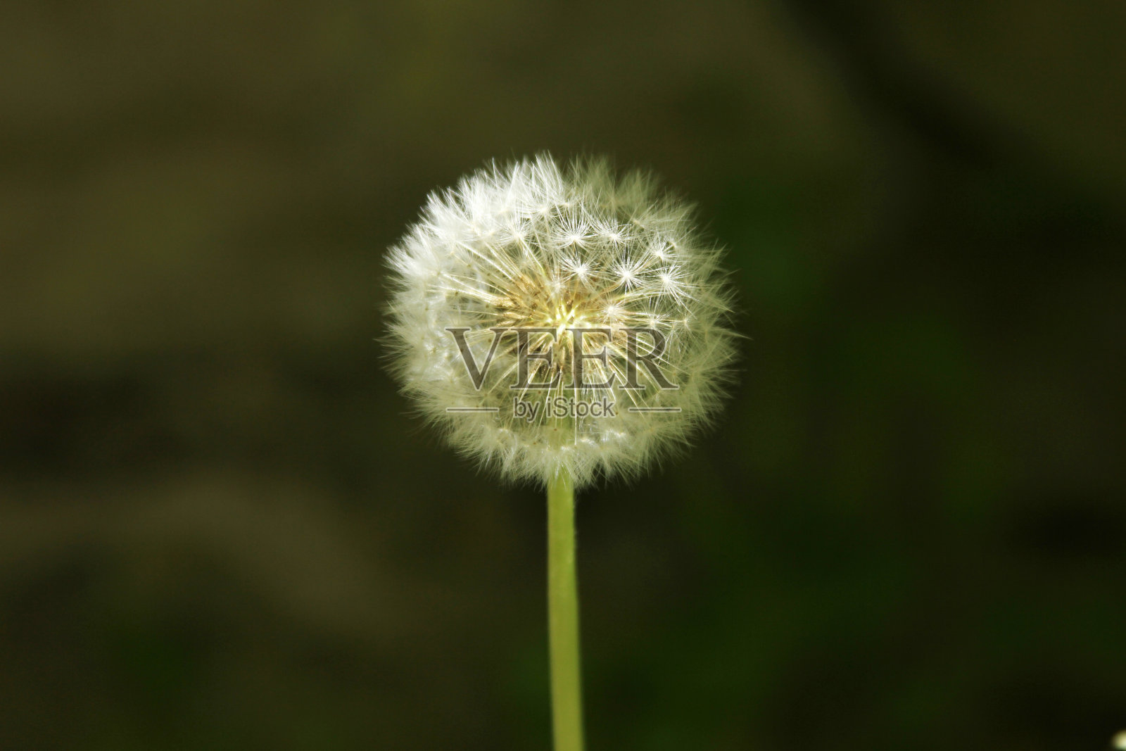 蒲公英照片摄影图片
