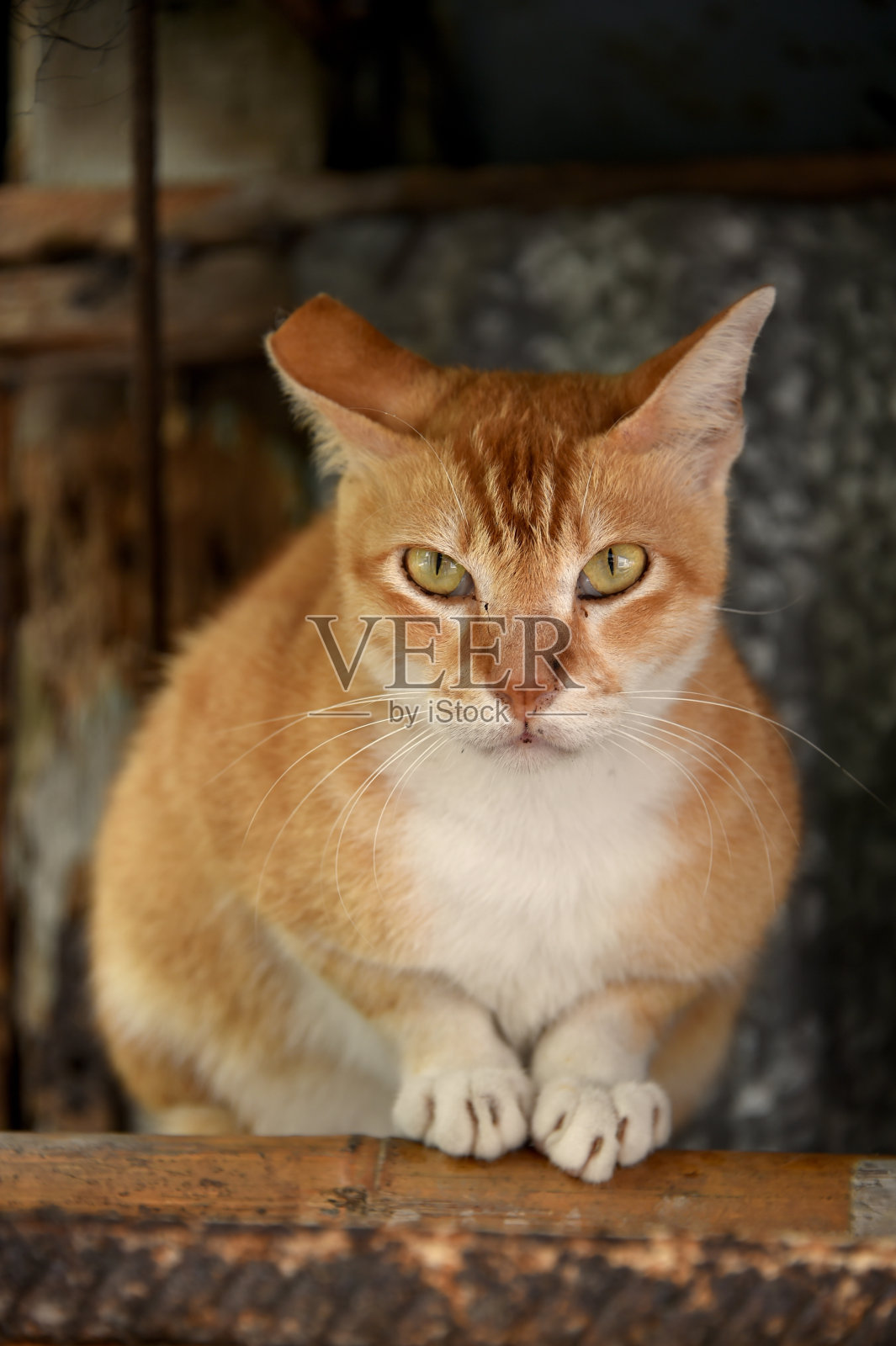 讨厌的猫照片摄影图片