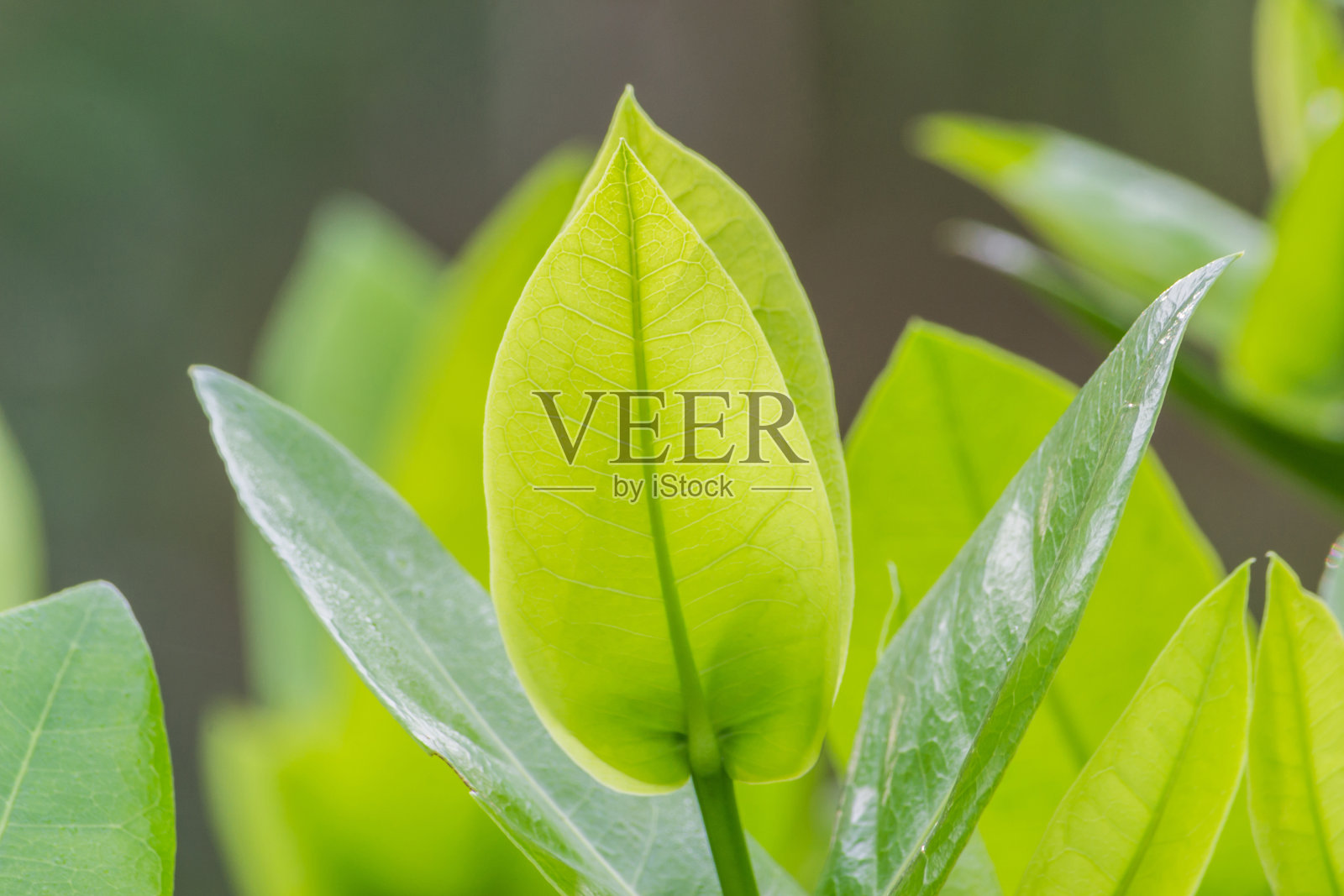 叶照片摄影图片