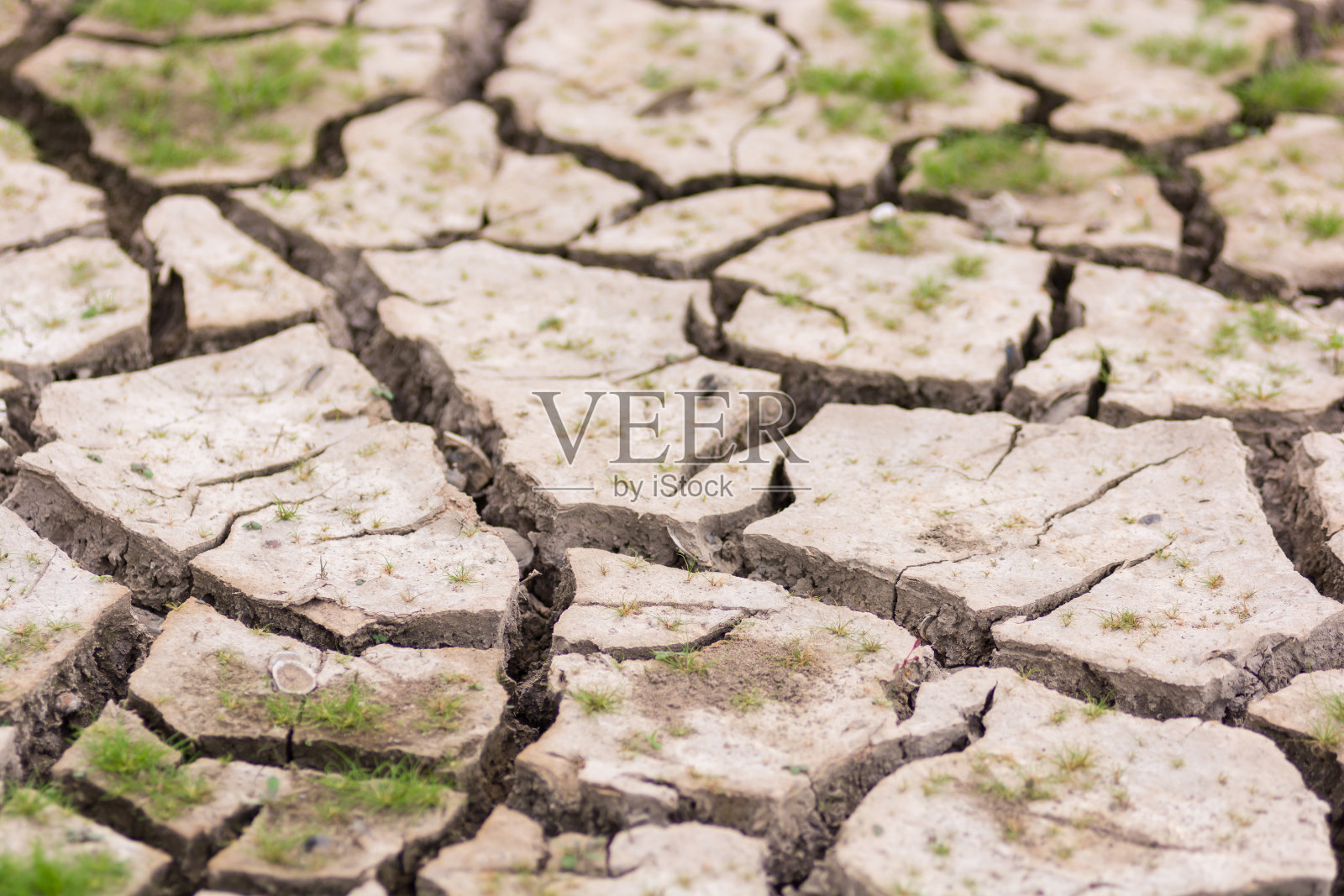 龟裂的土地上长着绿草照片摄影图片