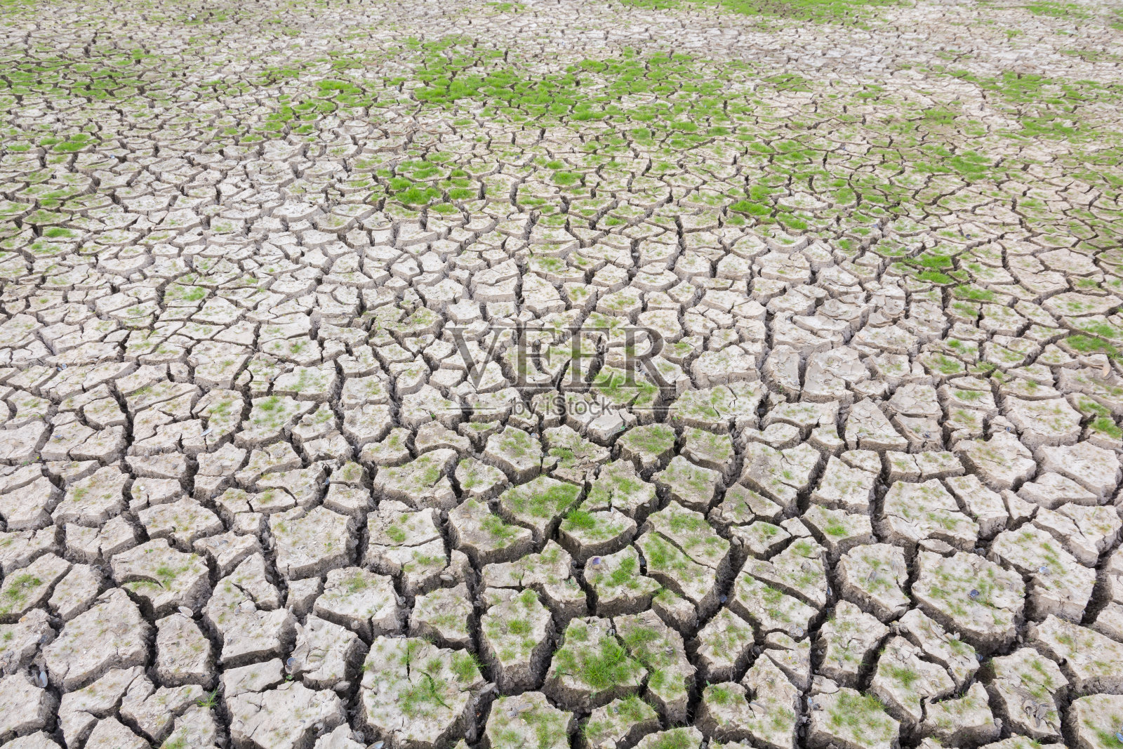 龟裂的土地上长着绿草照片摄影图片