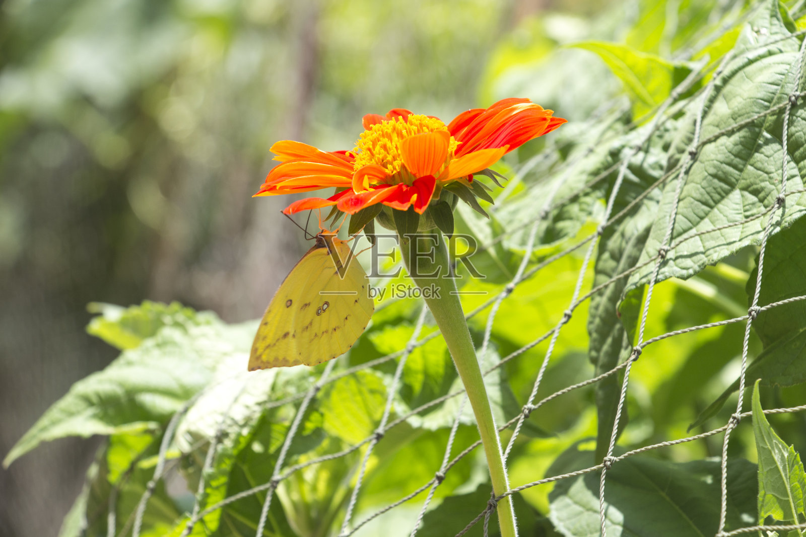 花园里的蝴蝶和花朵照片摄影图片