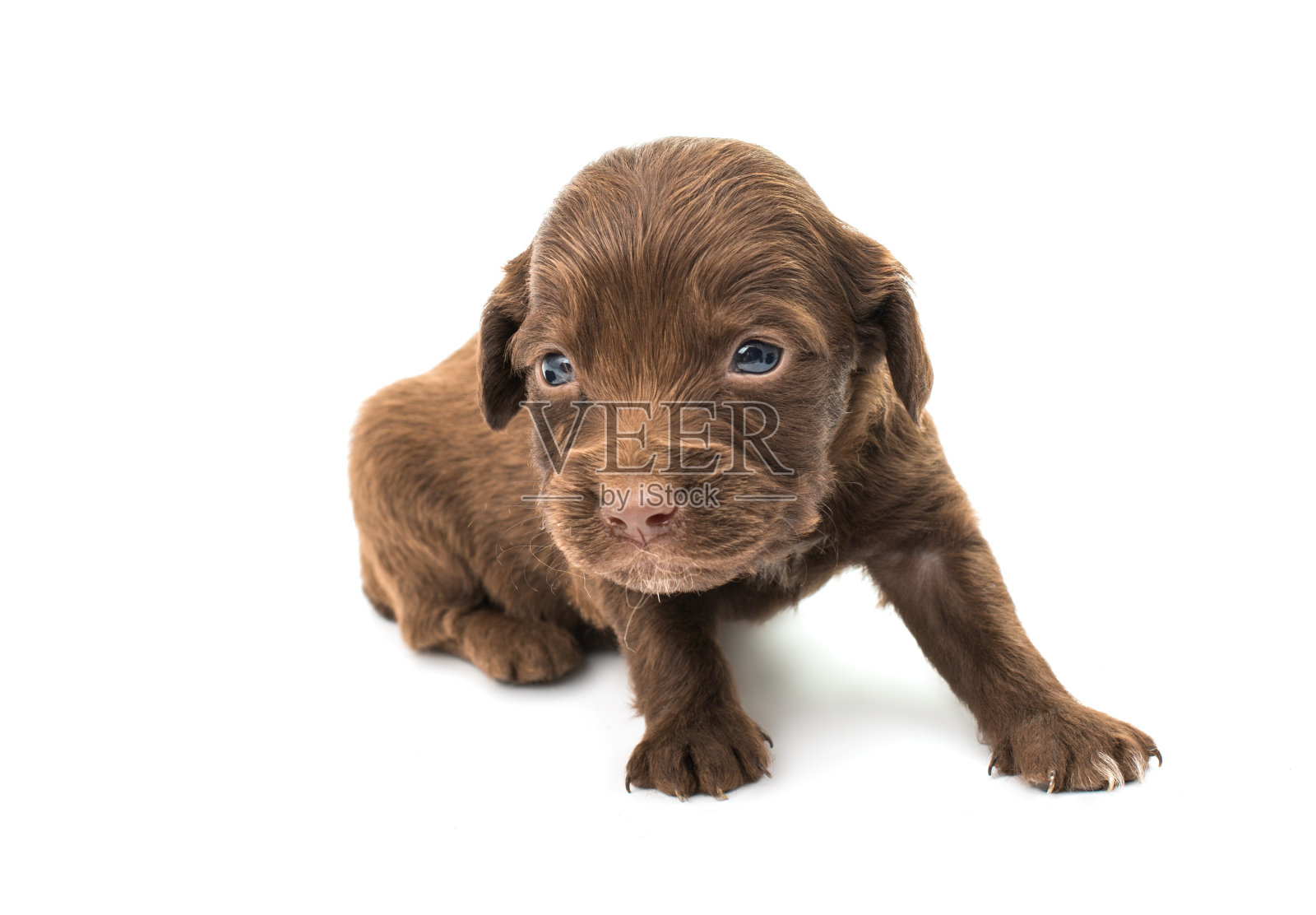 猎犬小狗照片摄影图片