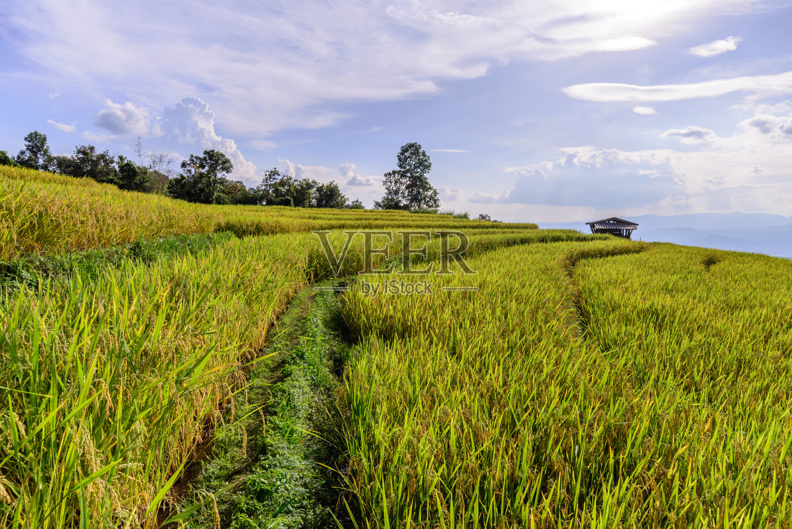 以山为背景的梯田。照片摄影图片