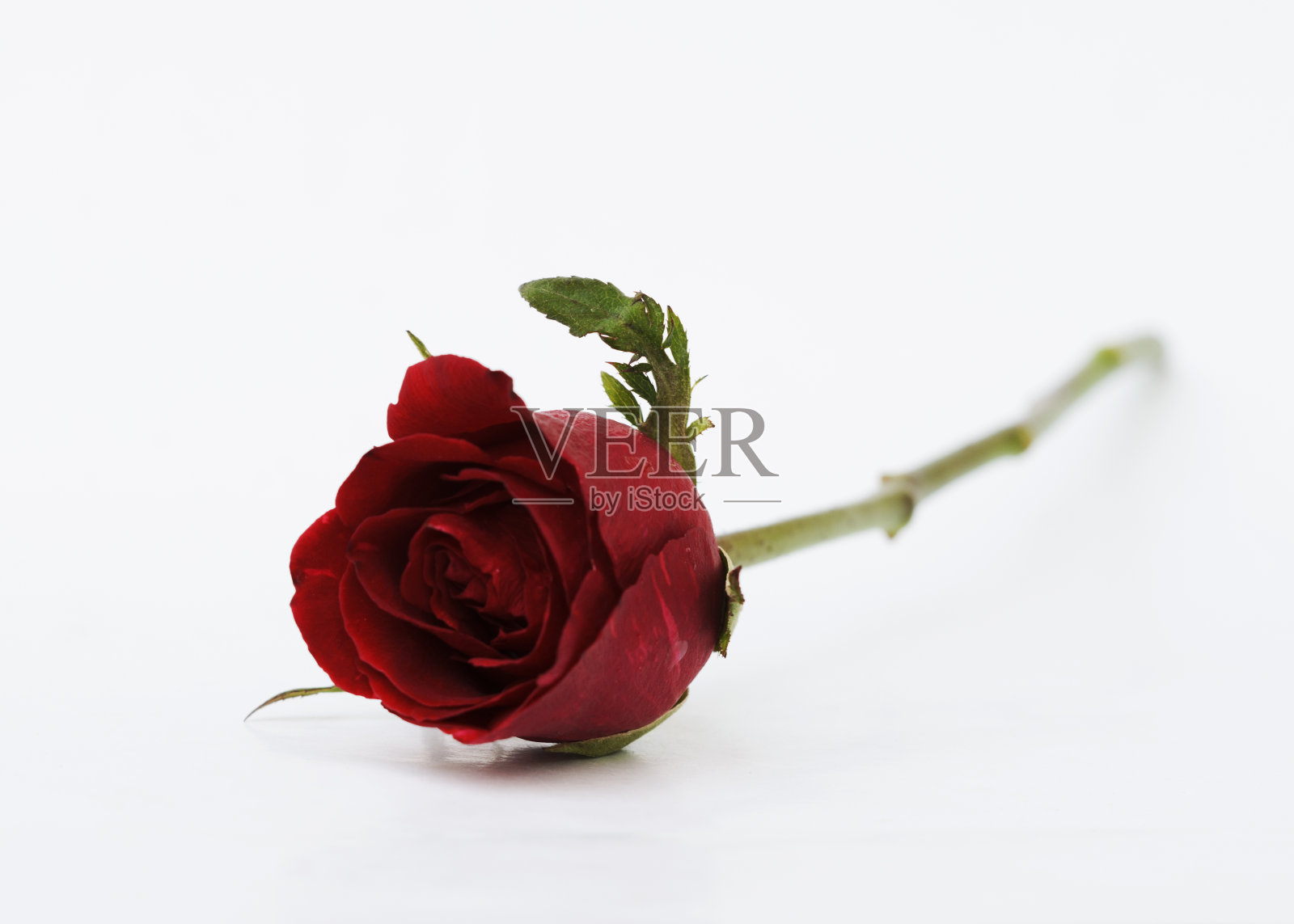 红色玫瑰花靠近孤立在白色背景照片摄影图片