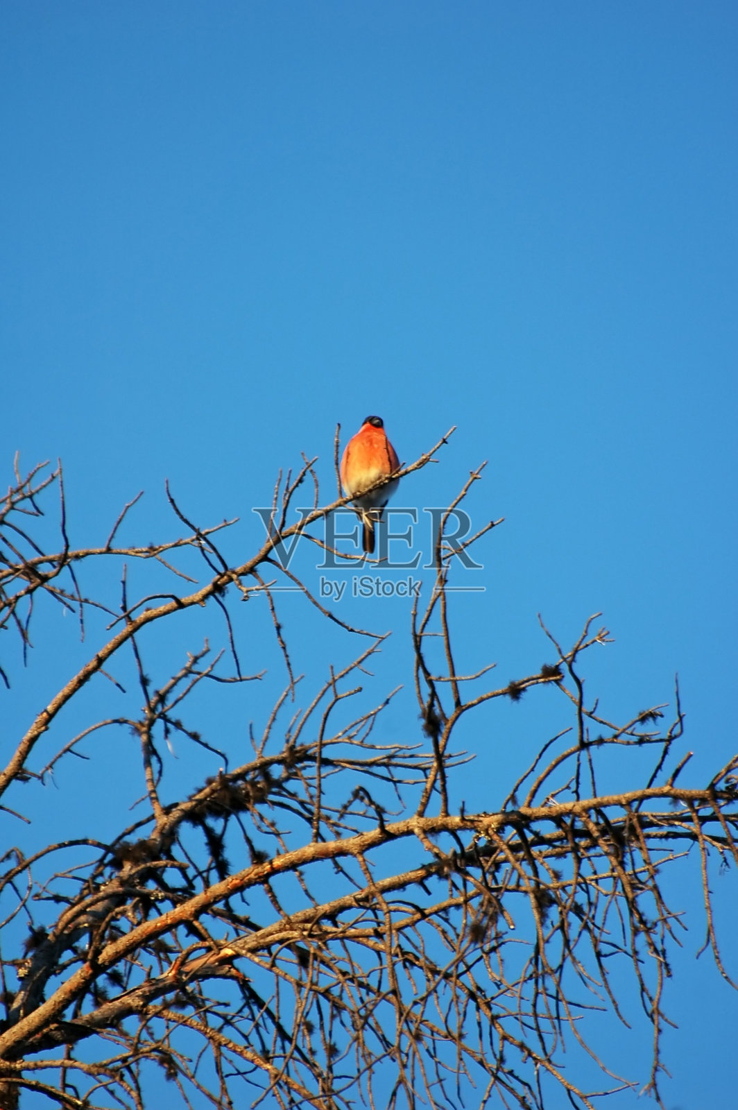 红色的鸟停在树枝上照片摄影图片