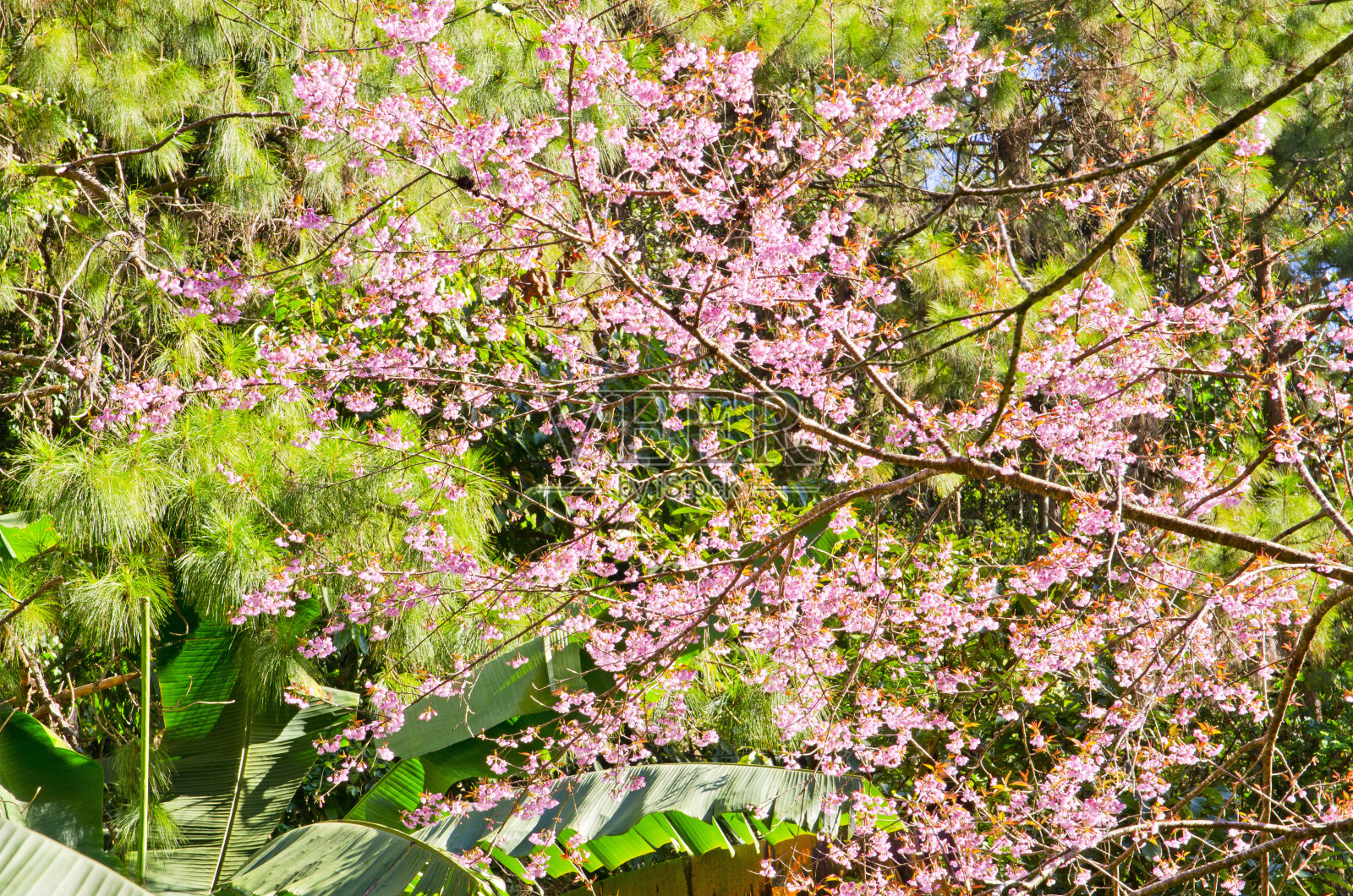 粉红色的樱花照片摄影图片