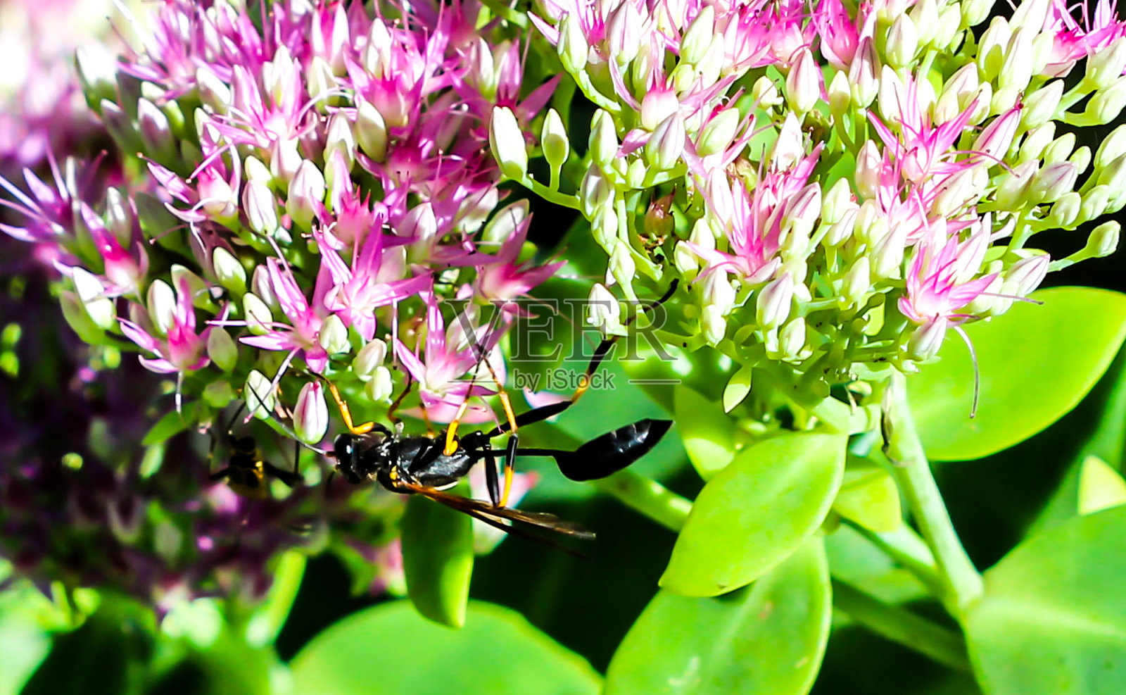 花上的黄蜂照片摄影图片