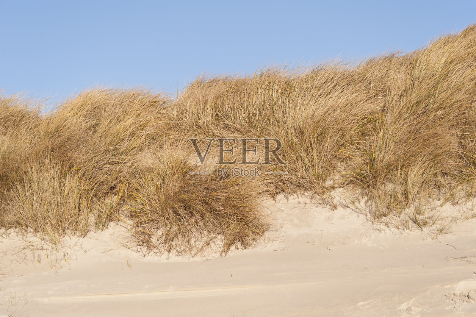 沙丘上Amrum照片摄影图片